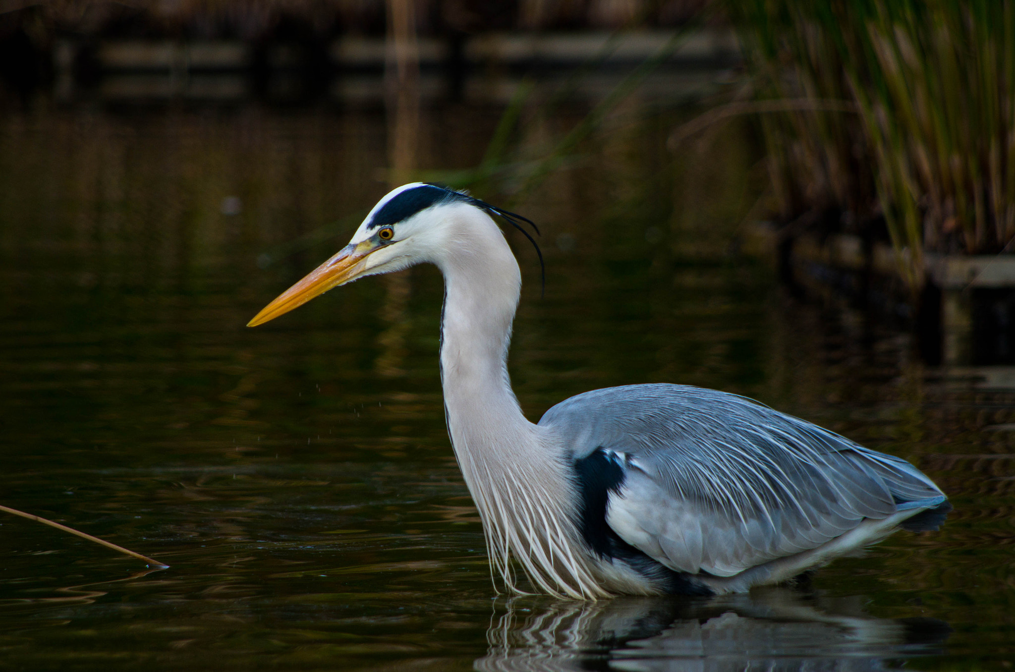 smc PENTAX-DA L 55-300mm F4-5.8 ED sample photo. Grey heron photography