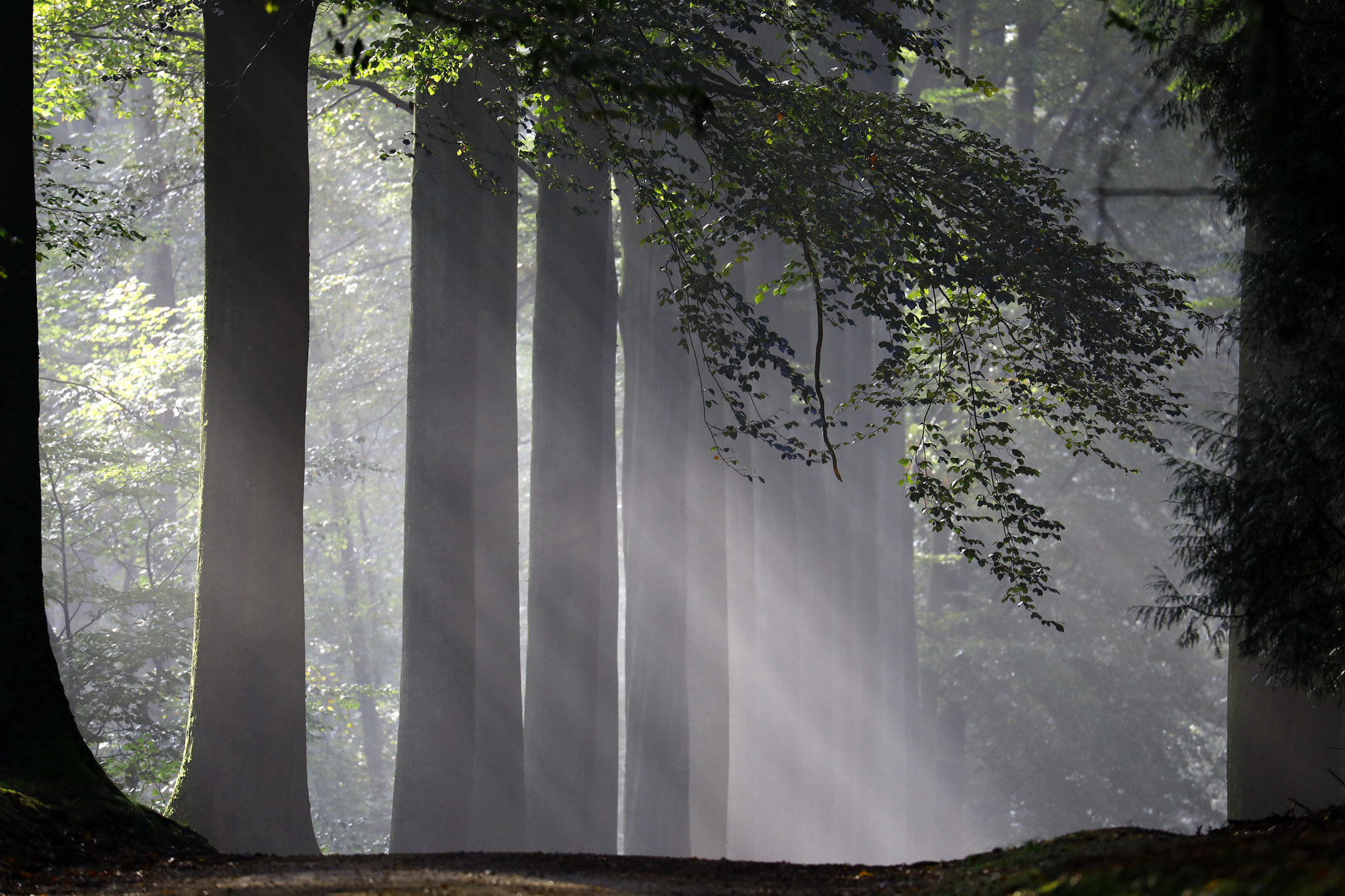 Canon EF 70-300mm F4-5.6L IS USM sample photo. Autumn morning photography