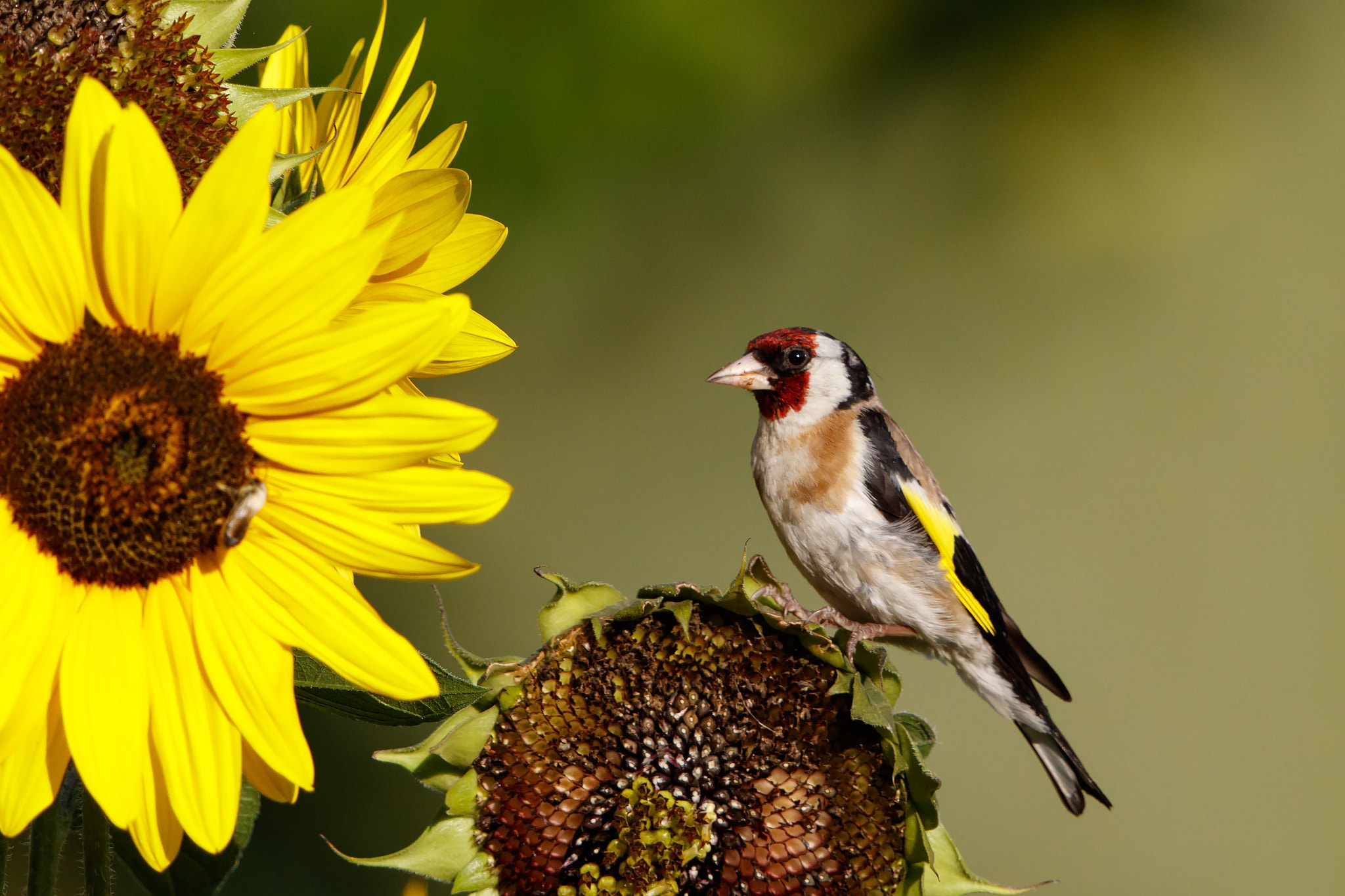 Canon EF 500mm F4L IS II USM sample photo. Stiglitz photography