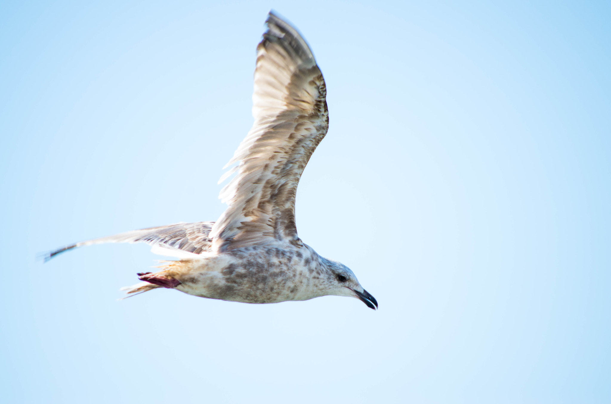 smc PENTAX-DA L 55-300mm F4-5.8 ED sample photo. The seagull  3 photography