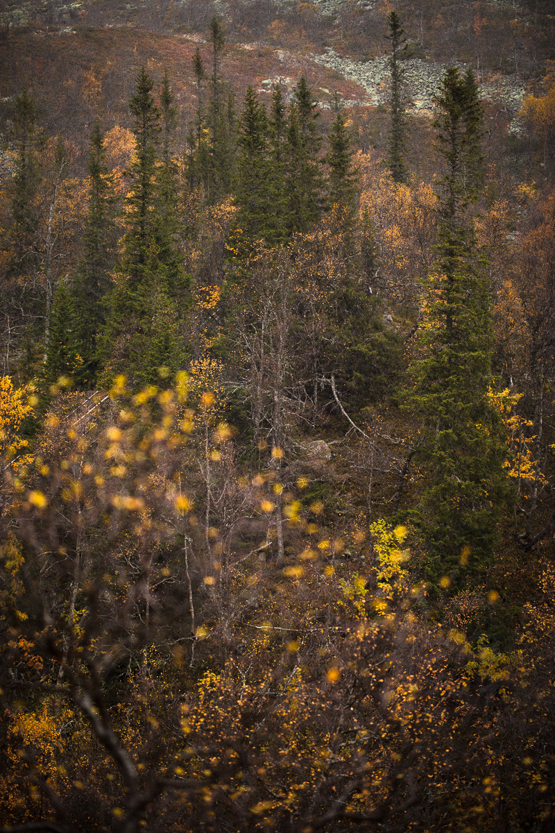 ZEISS Otus 55mm F1.4 sample photo. Fulufjället höst iv photography