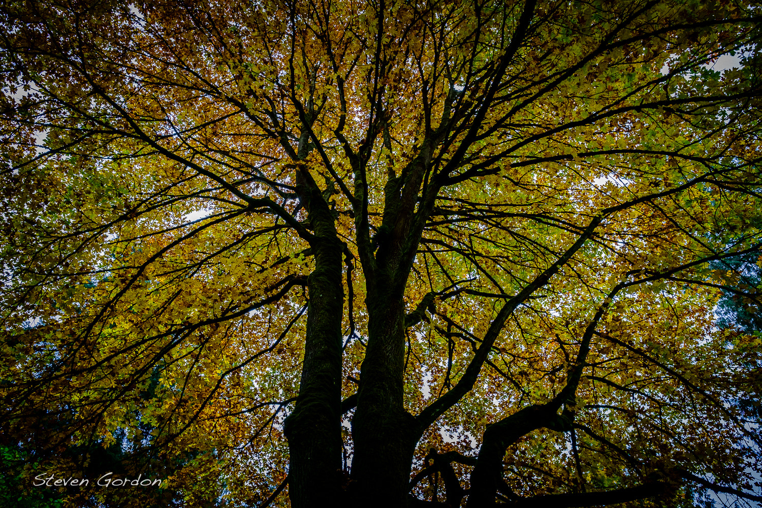 Fujifilm X-E1 + Fujifilm XF 14mm F2.8 R sample photo. Autumn tree canopy photography