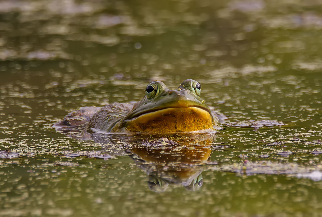 150-600mm F5-6.3 DG OS HSM | Contemporary 015 sample photo. Summer pond photography