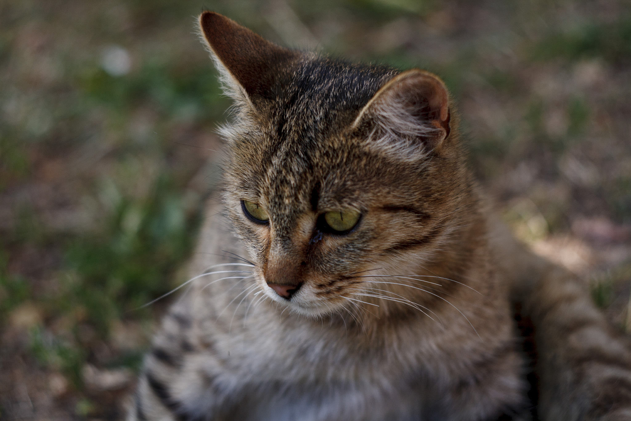 Canon EF 35-80mm f/4-5.6 sample photo. Бездомная кошка photography