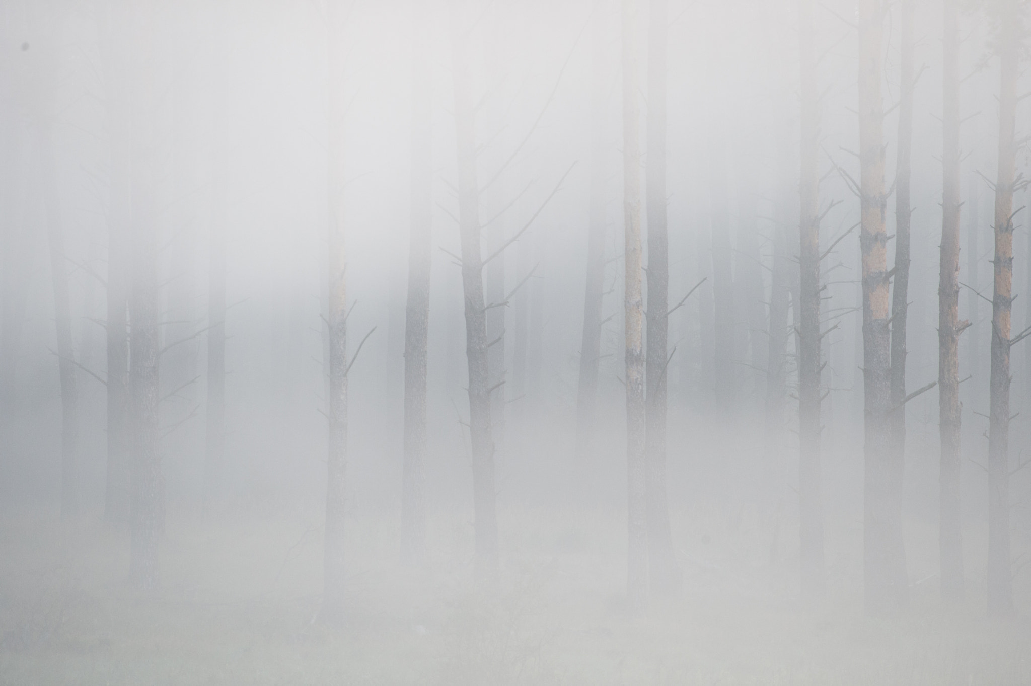 Nikon D3 sample photo. Misty forest photography