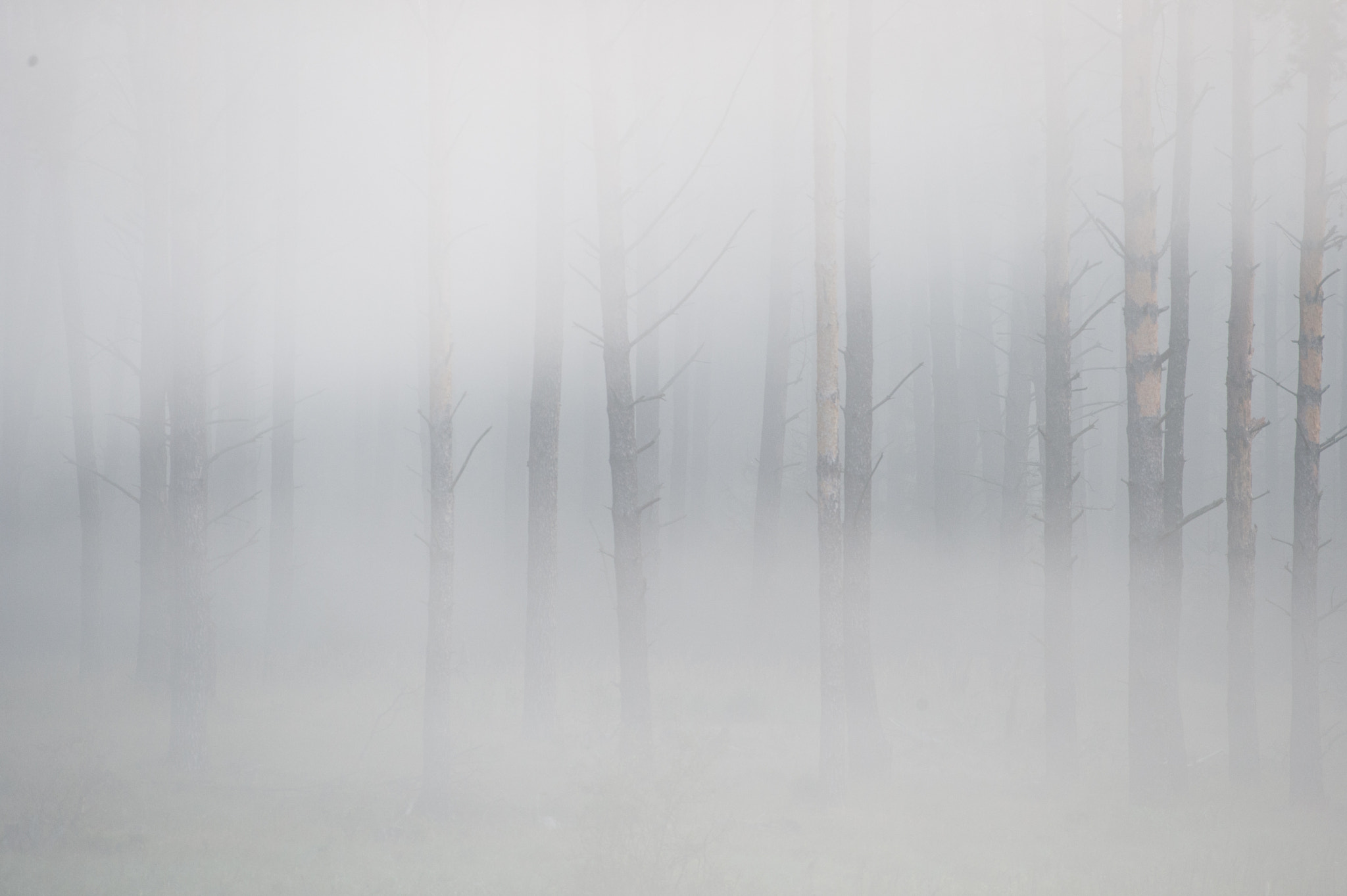 Nikon AF-S Nikkor 200-500mm F5.6E ED VR sample photo. Misty forest photography