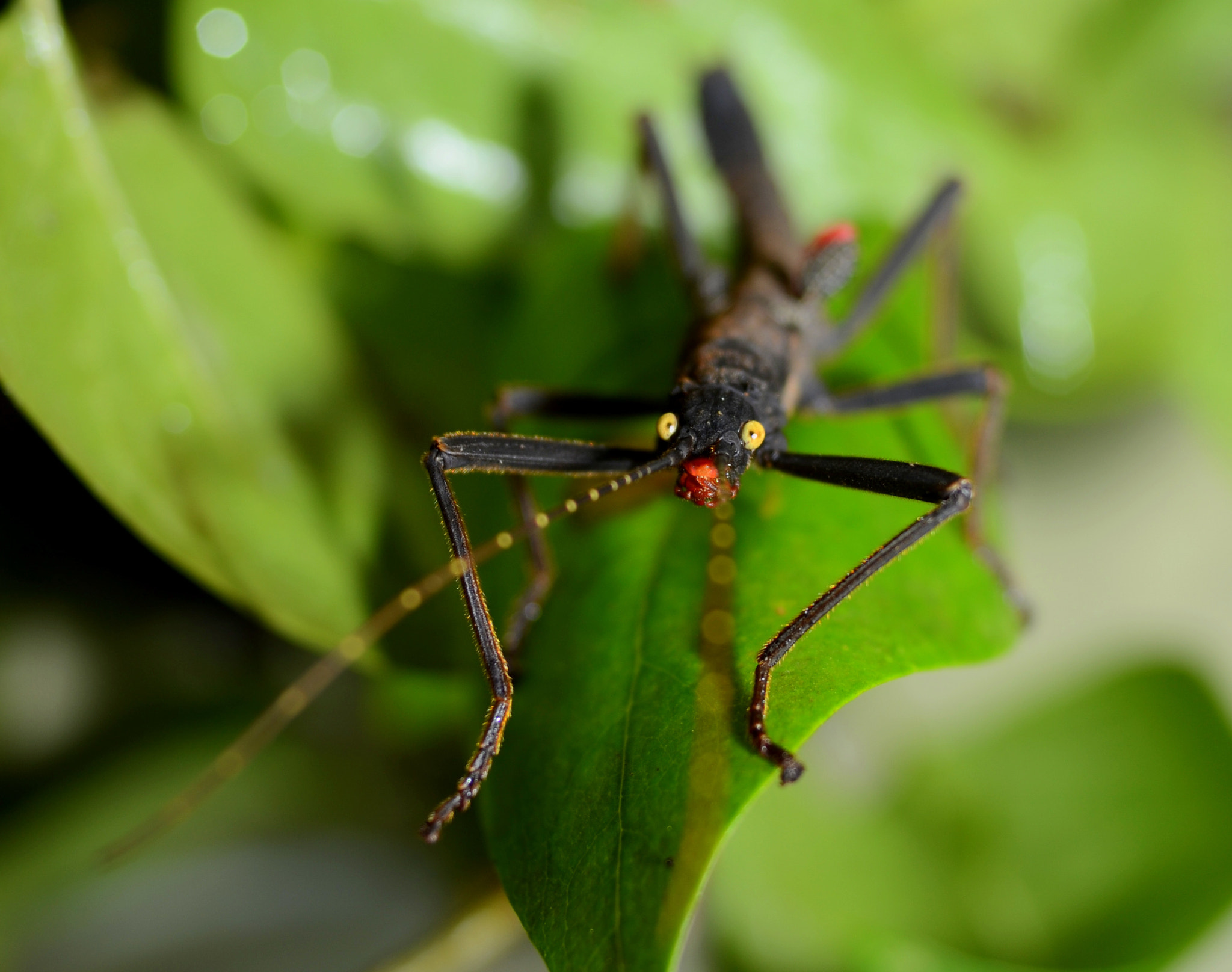 Nikon D7000 + Sigma 24mm F2.8 Super Wide II Macro sample photo. Peruphasma schultei photography