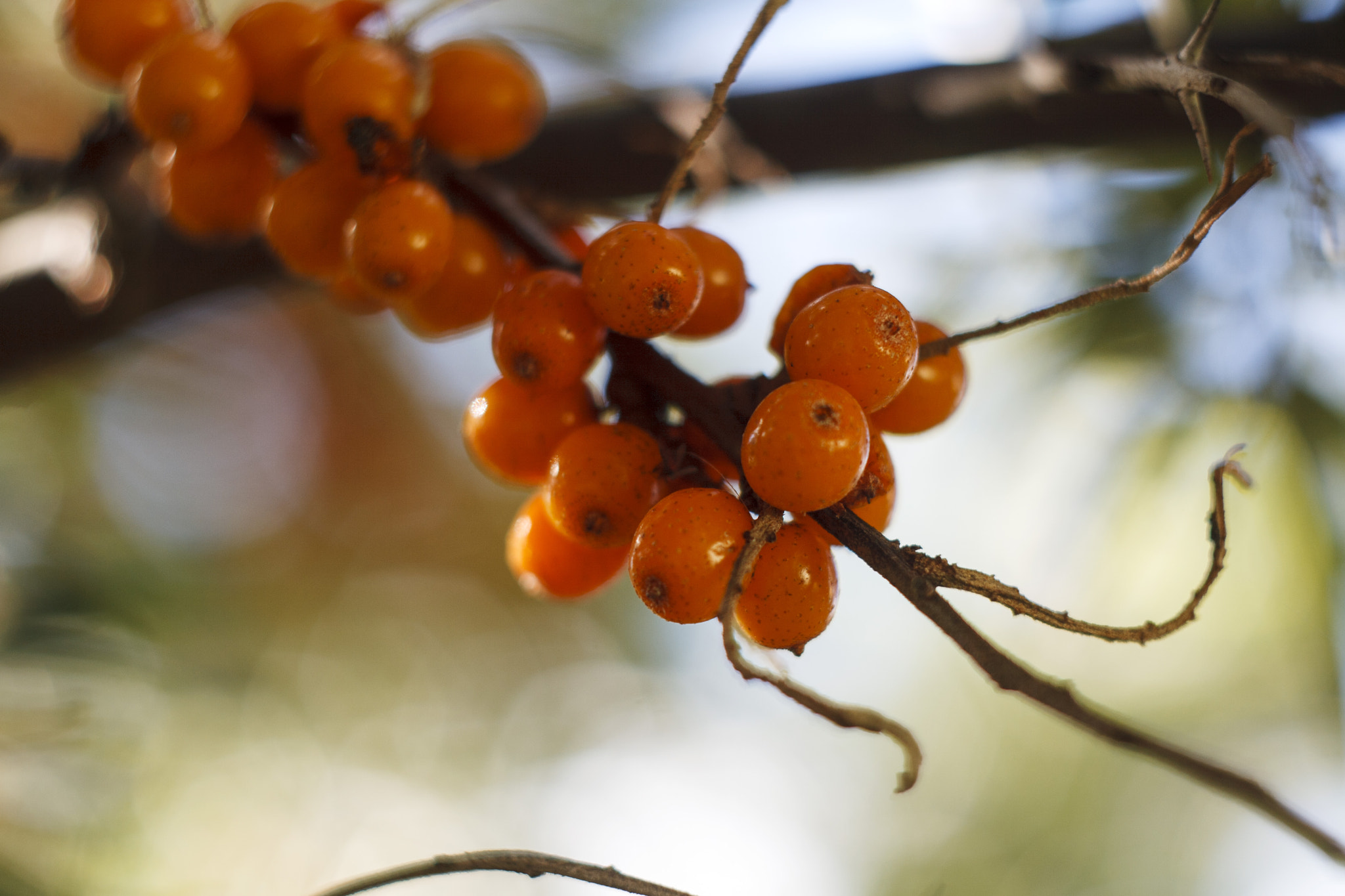 Canon EF 35-80mm f/4-5.6 sample photo.  Облепиха  photography