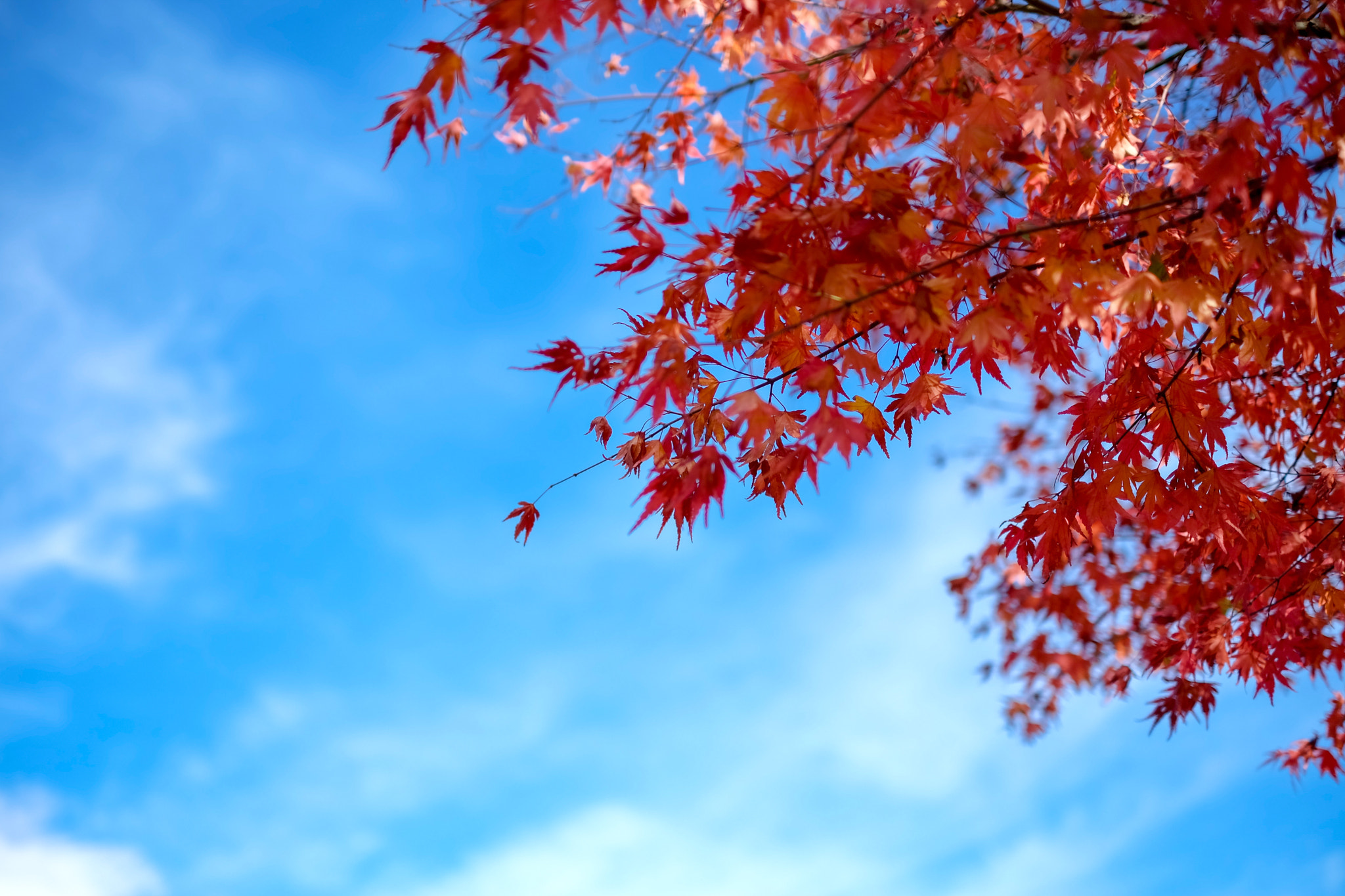 Fujifilm X-M1 + Fujifilm XF 35mm F1.4 R sample photo. Now it is the colored leaves photography
