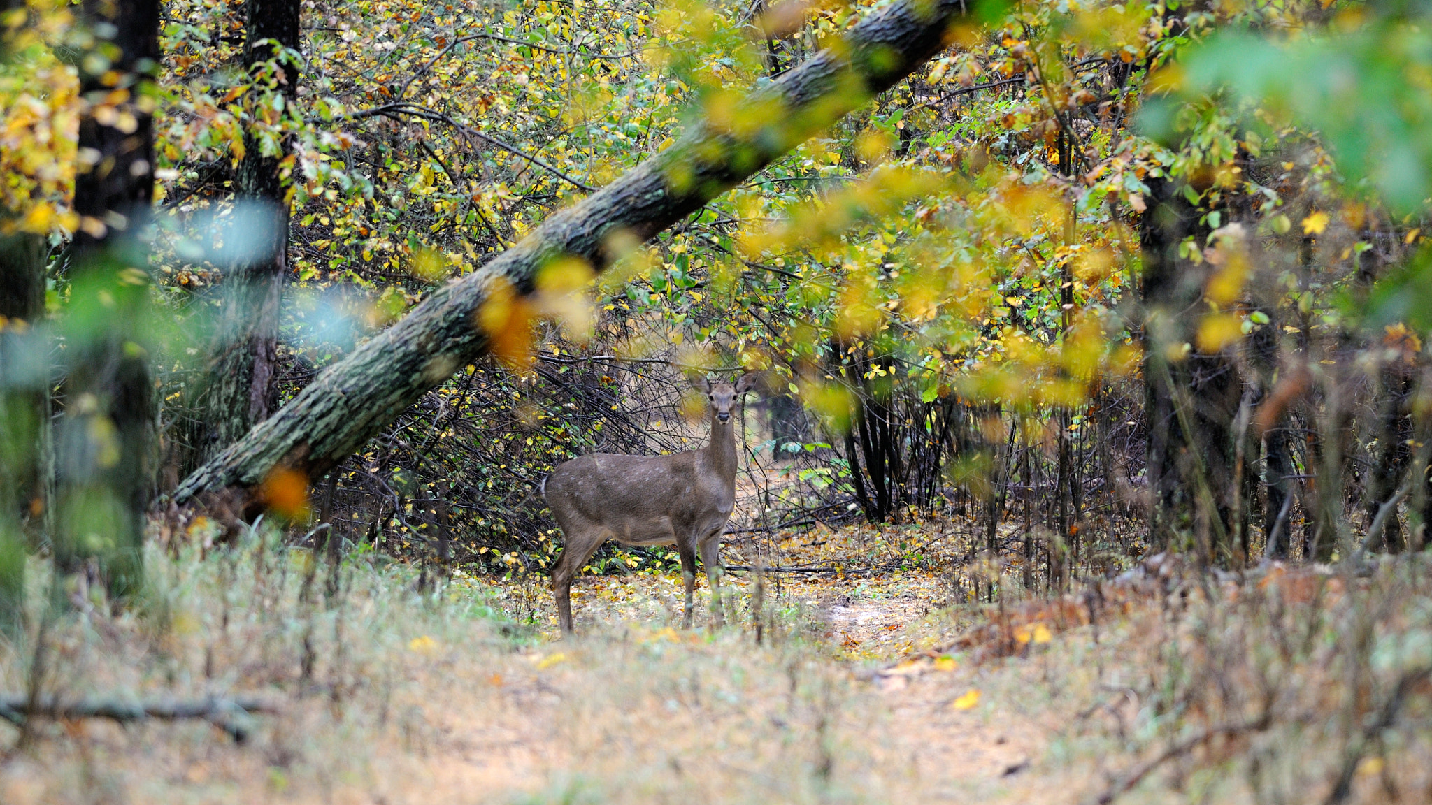 Nikon D300S + Nikon AF-S Nikkor 300mm F4D ED-IF sample photo. Sika deer photography