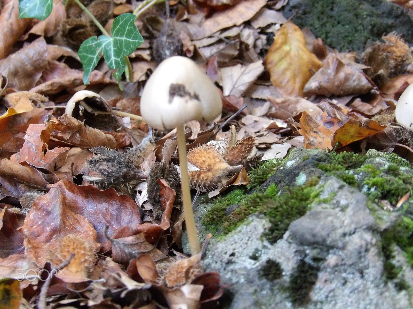 Ricoh PENTAX XG-1 sample photo. Mushroom photography