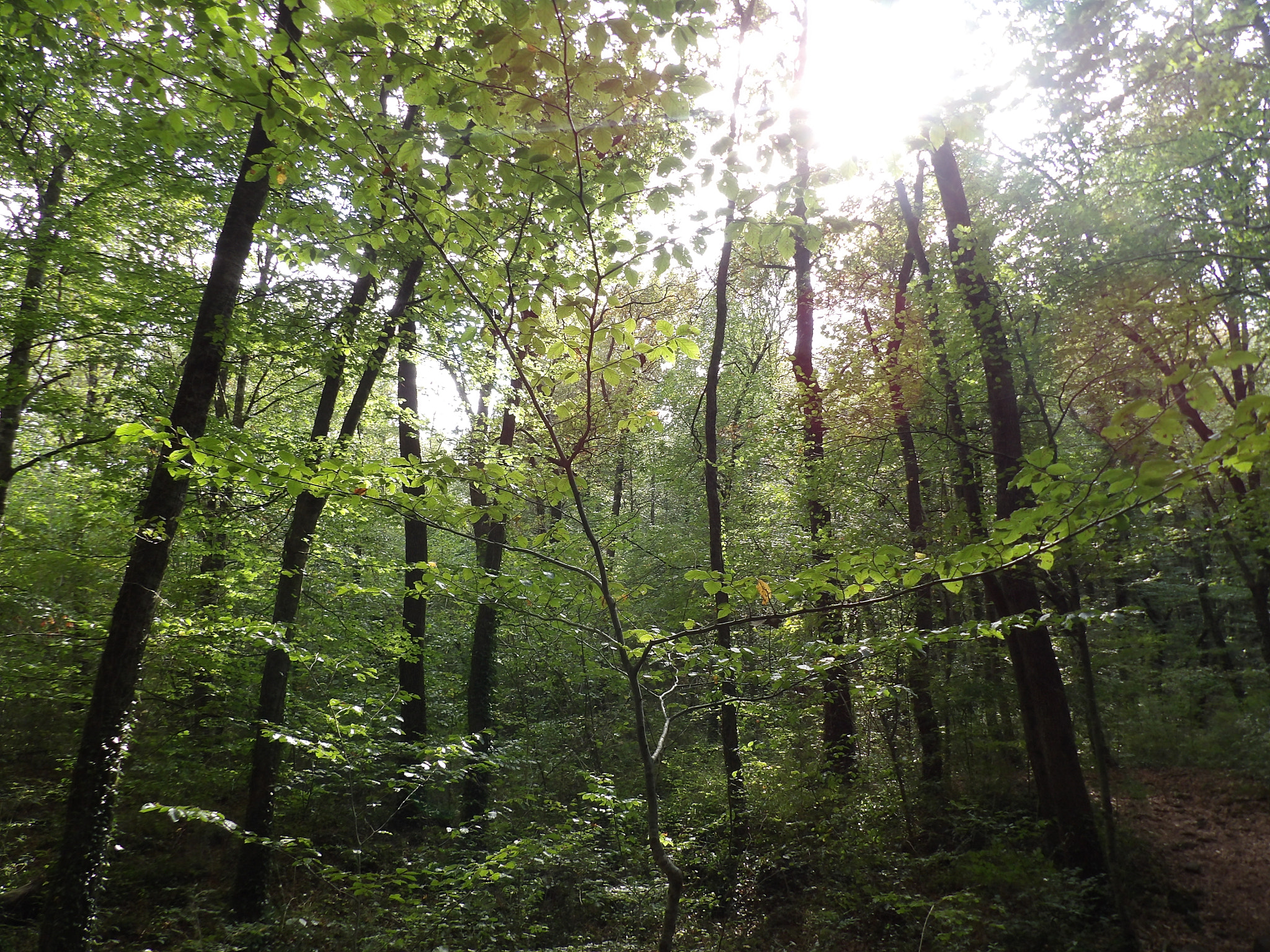 Ricoh PENTAX XG-1 sample photo. The green forest photography