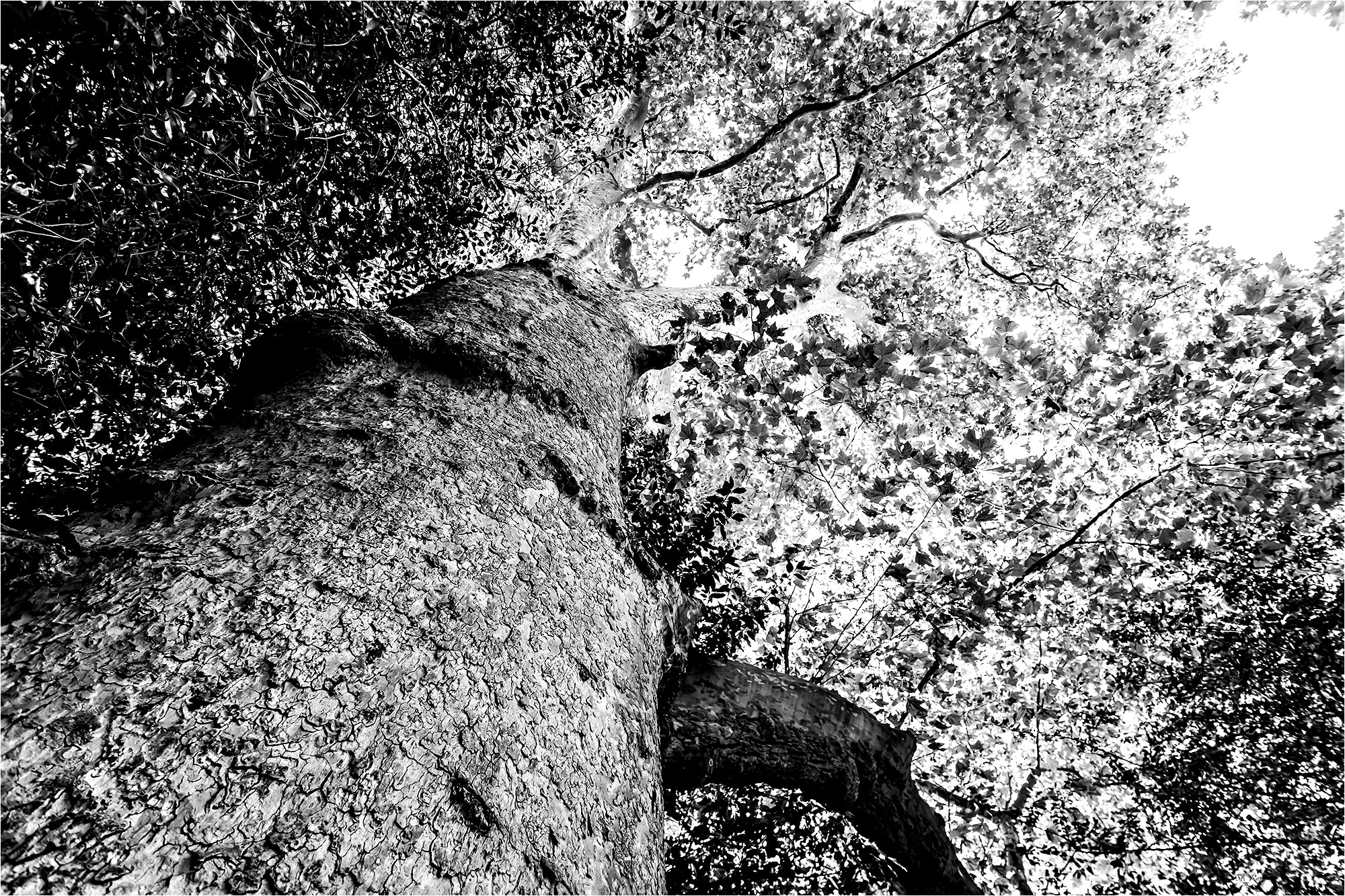 Sony a6000 + Sony DT 16-50mm F2.8 SSM sample photo. Old tree photography