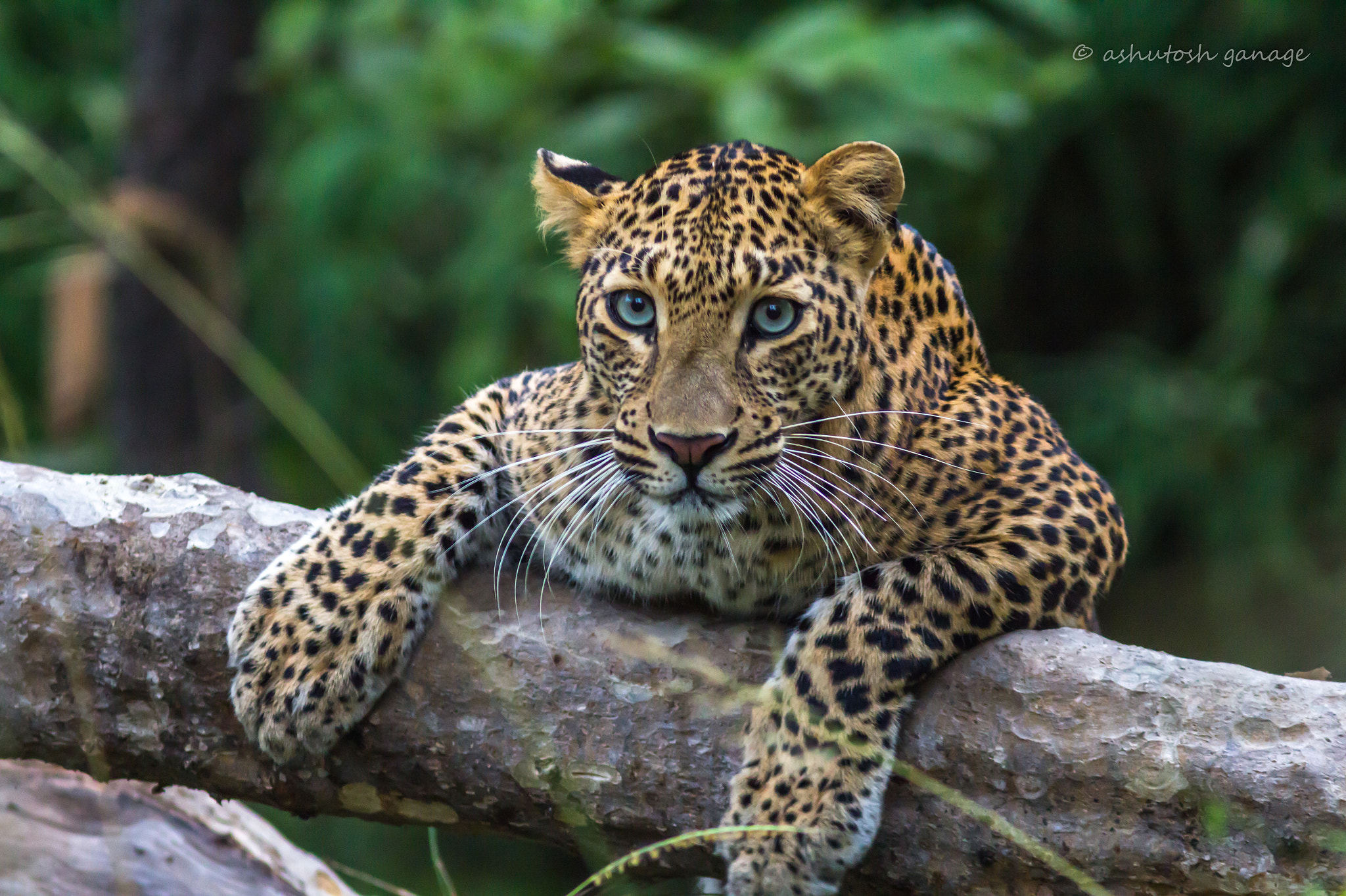 Canon EF 300mm F4L IS USM sample photo. Blue eyed beauty photography