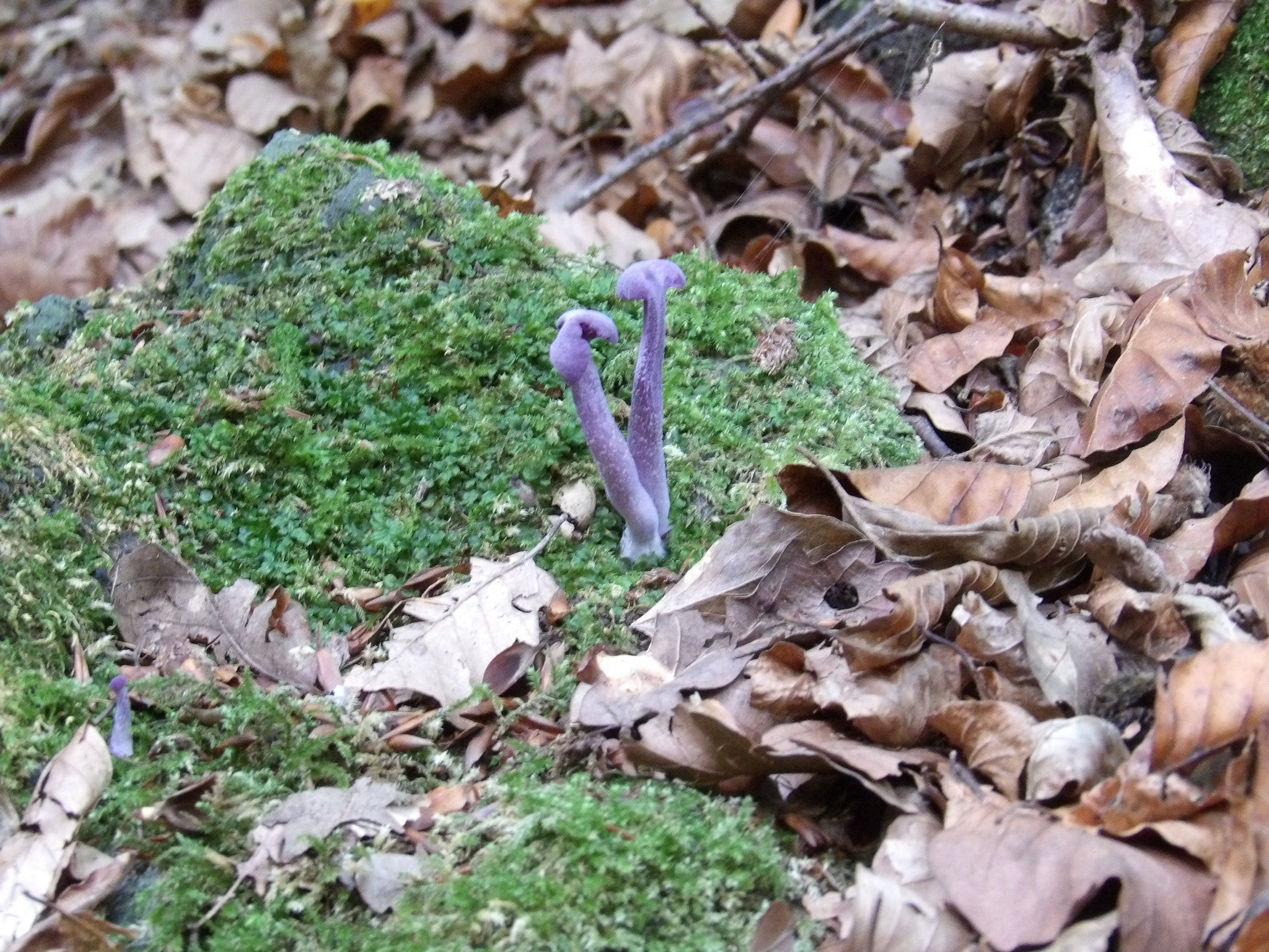 Ricoh PENTAX XG-1 sample photo. Mushroom purple photography