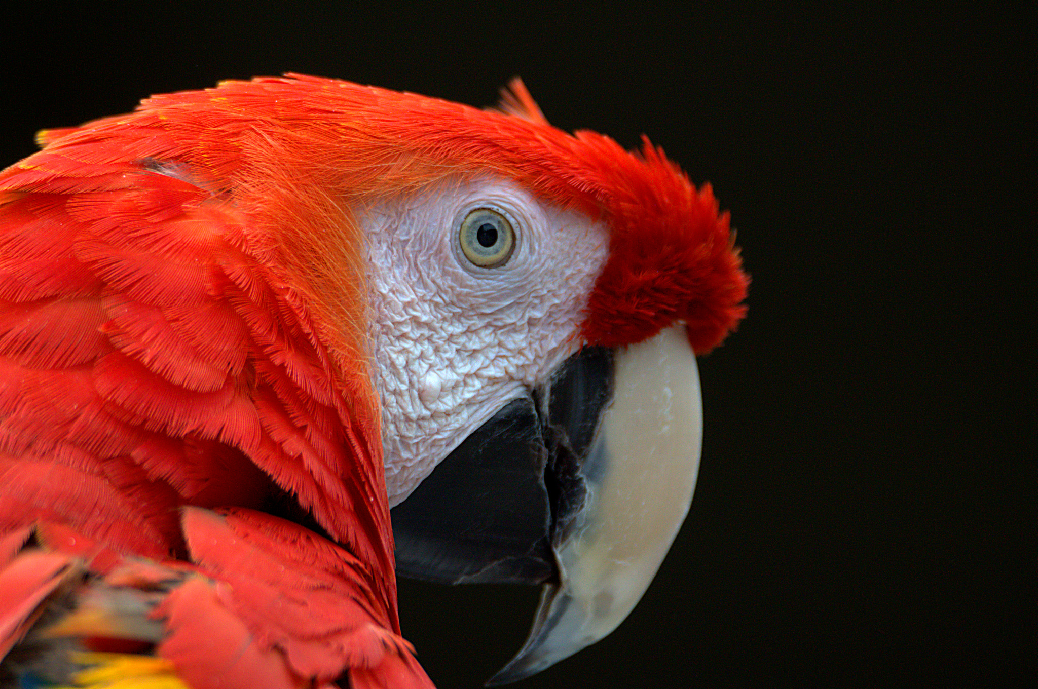 Nikon D3100 + Tamron SP 150-600mm F5-6.3 Di VC USD sample photo. Red parrot photography