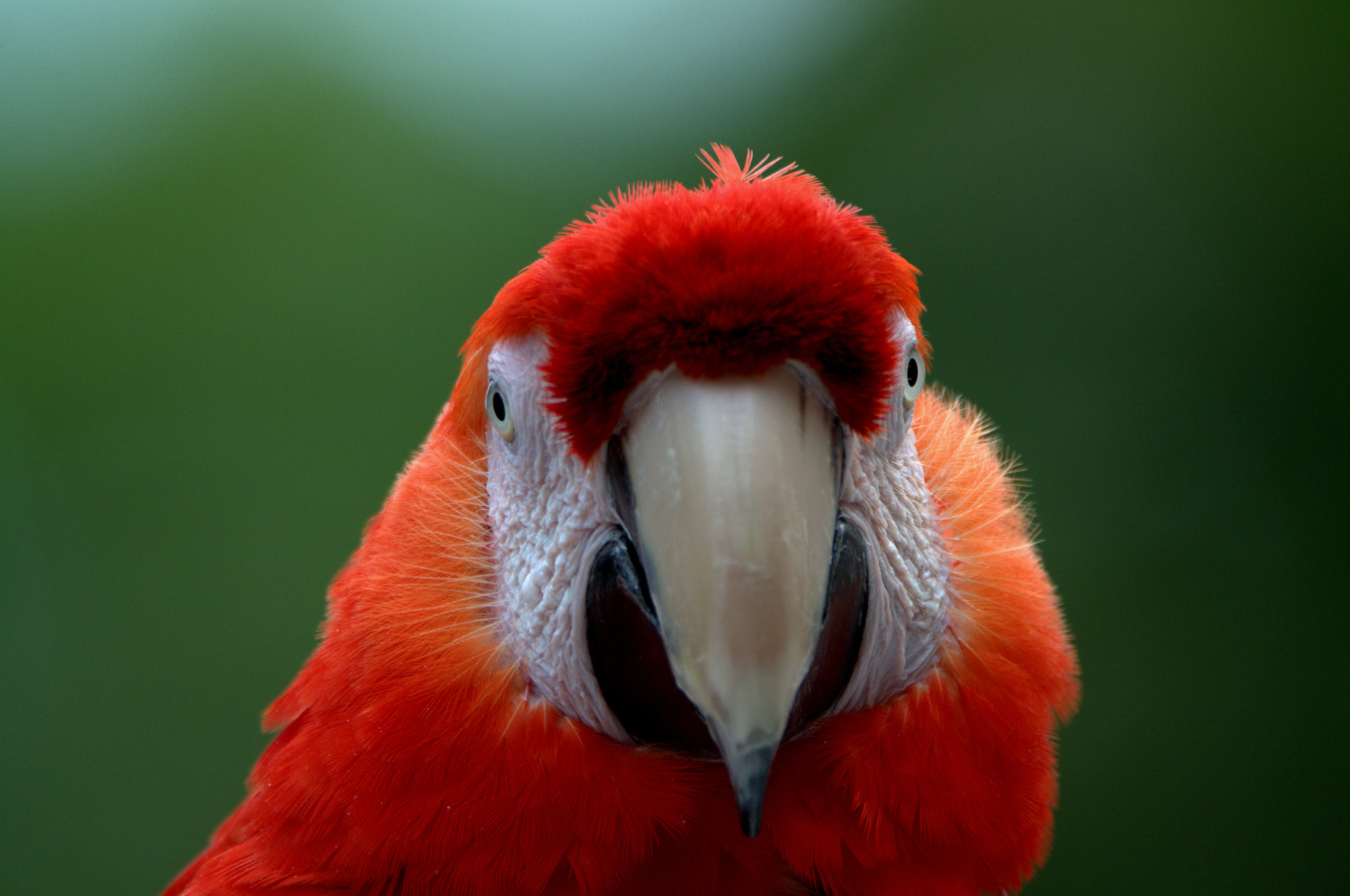 Nikon D3100 + Tamron SP 150-600mm F5-6.3 Di VC USD sample photo. Red parrot photography