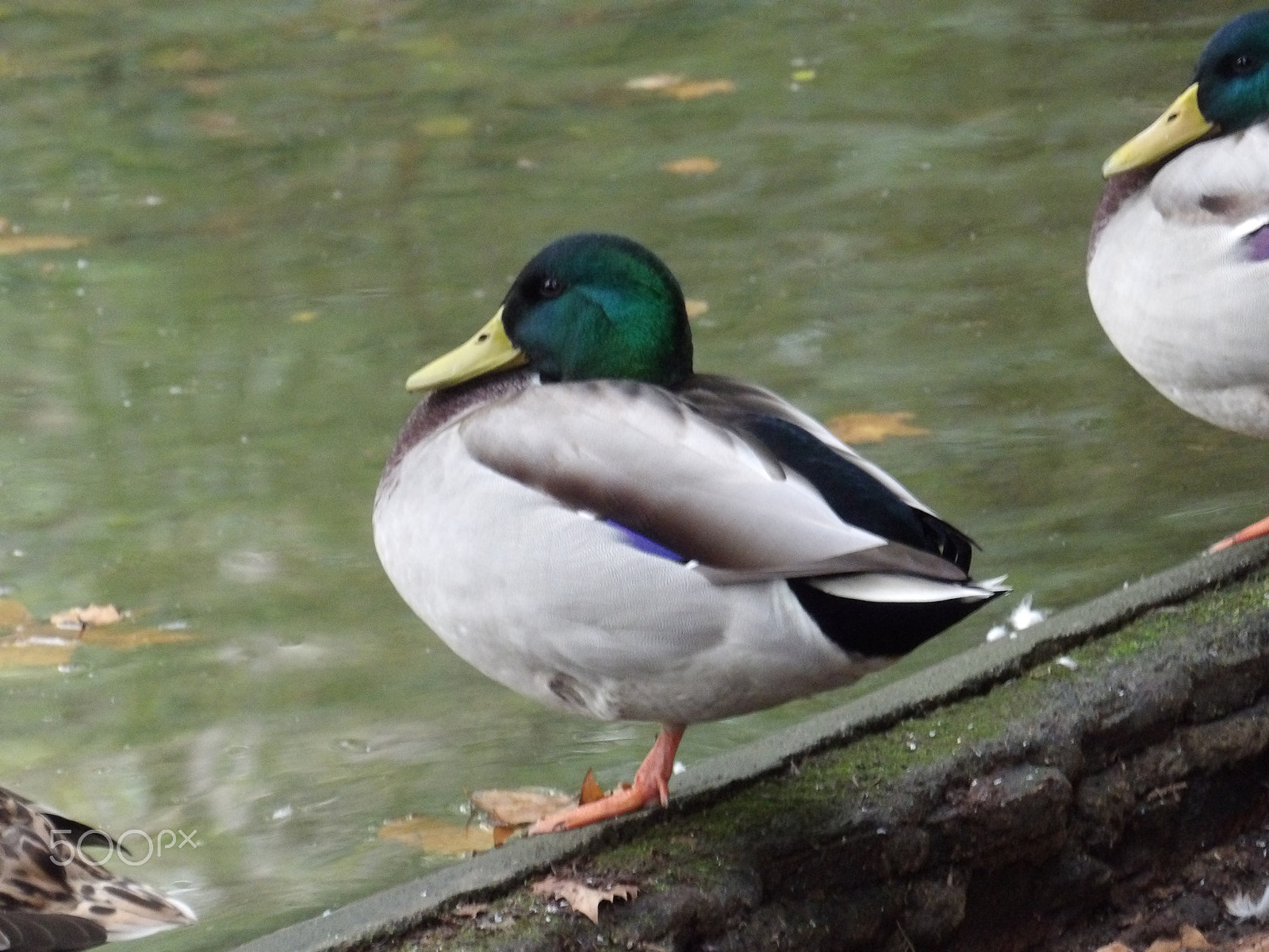 Ricoh PENTAX XG-1 sample photo. Duck photography