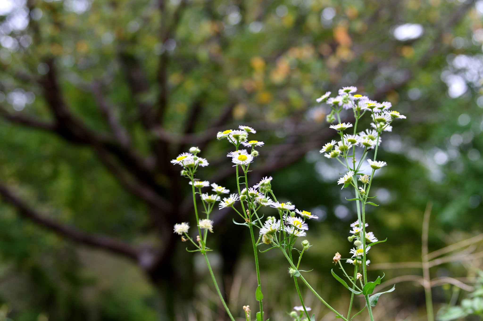 Pentax K-3 + Pentax smc DA 40mm F2.8 Limited sample photo. Lived happily ever after... photography