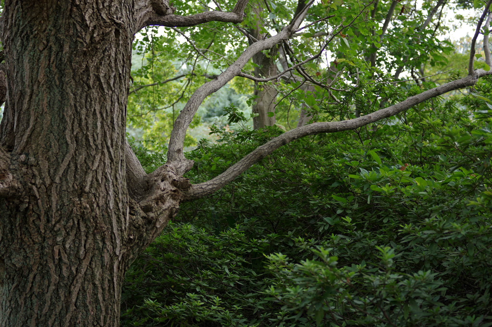 Pentax smc DA 40mm F2.8 Limited sample photo. Once upon a time... photography