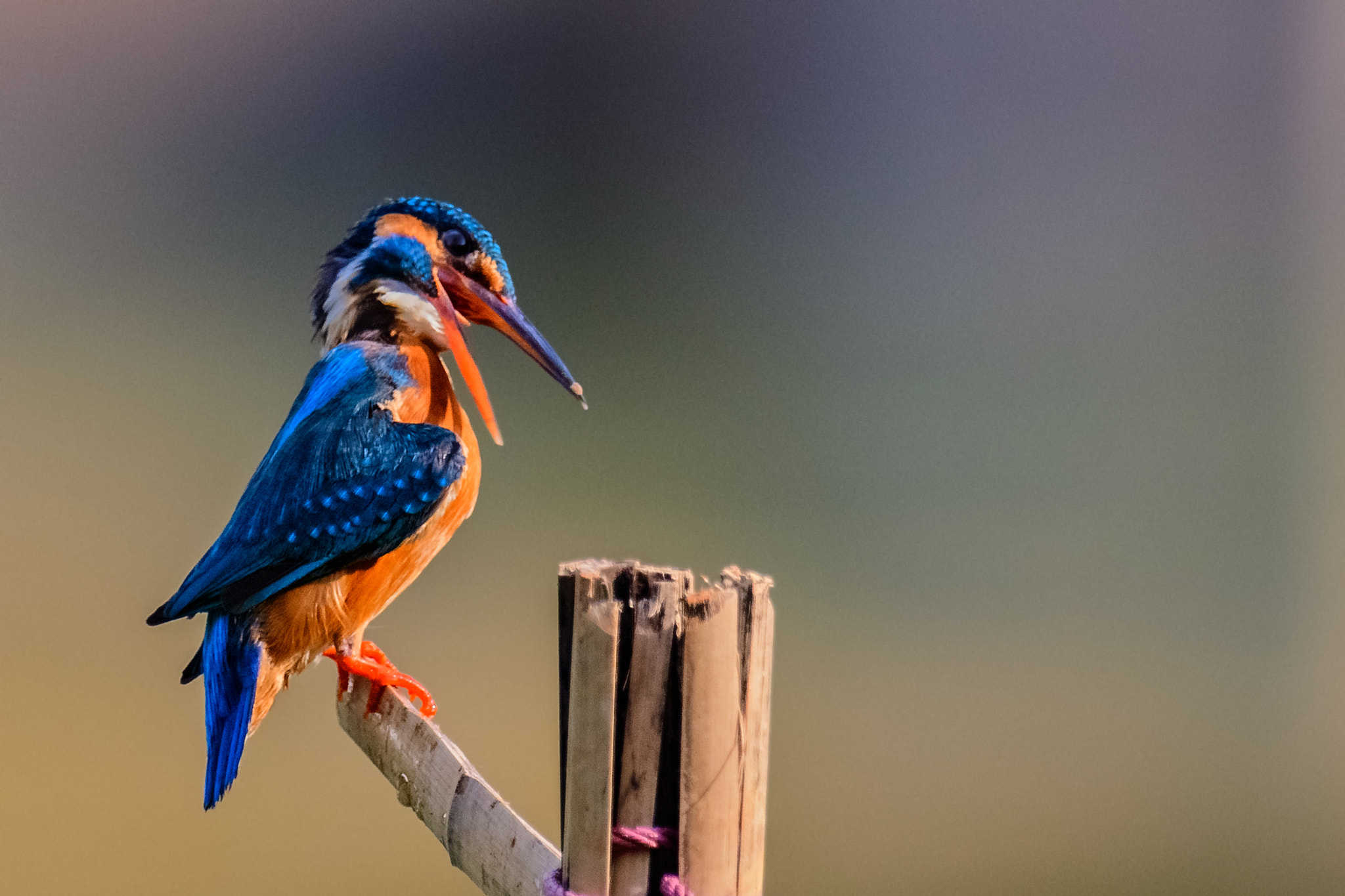 Nikon AF-S Nikkor 800mm F5.6E FL ED VR sample photo. Common kingfisher photography