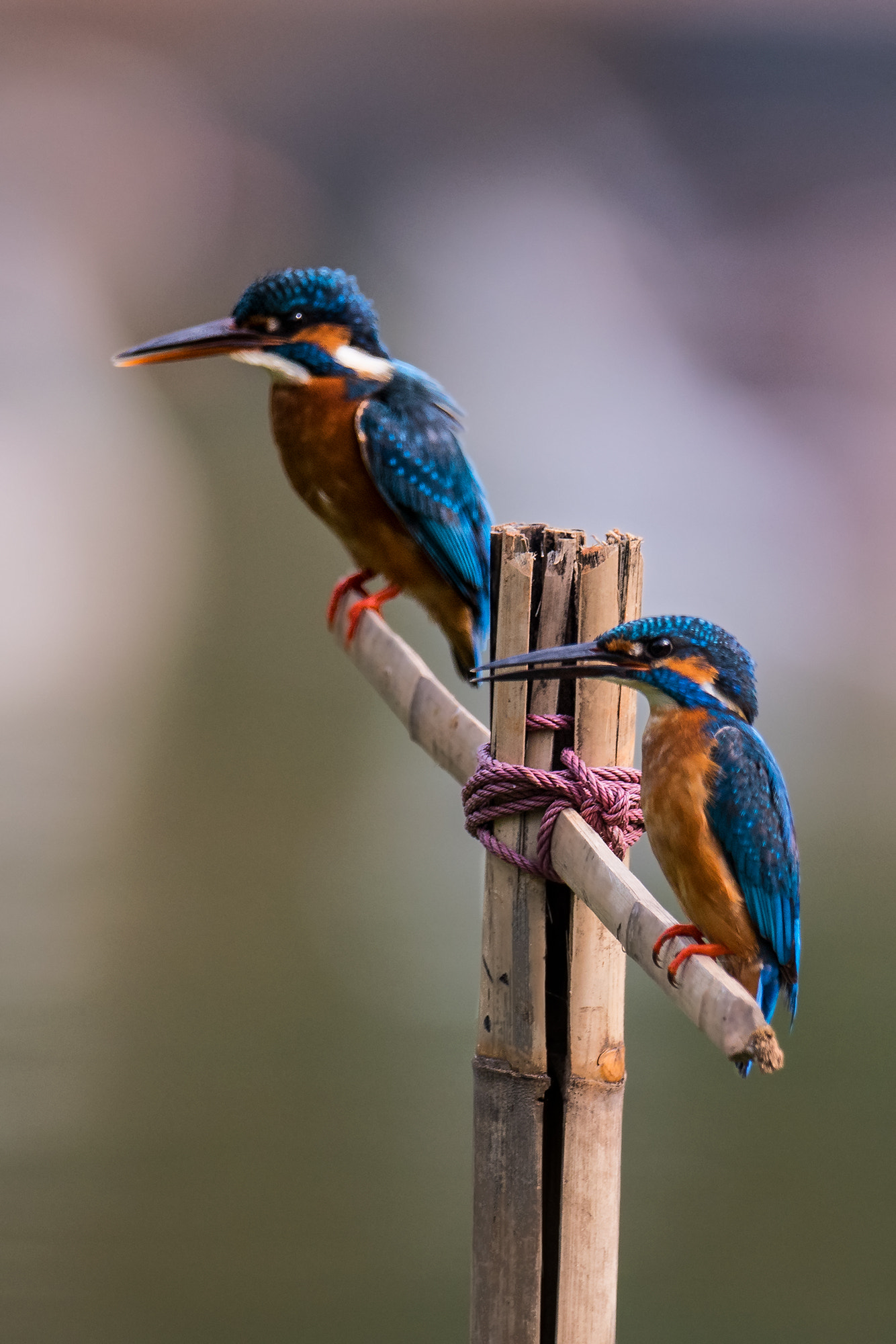 Nikon AF-S Nikkor 800mm F5.6E FL ED VR sample photo. Common kingfisher photography