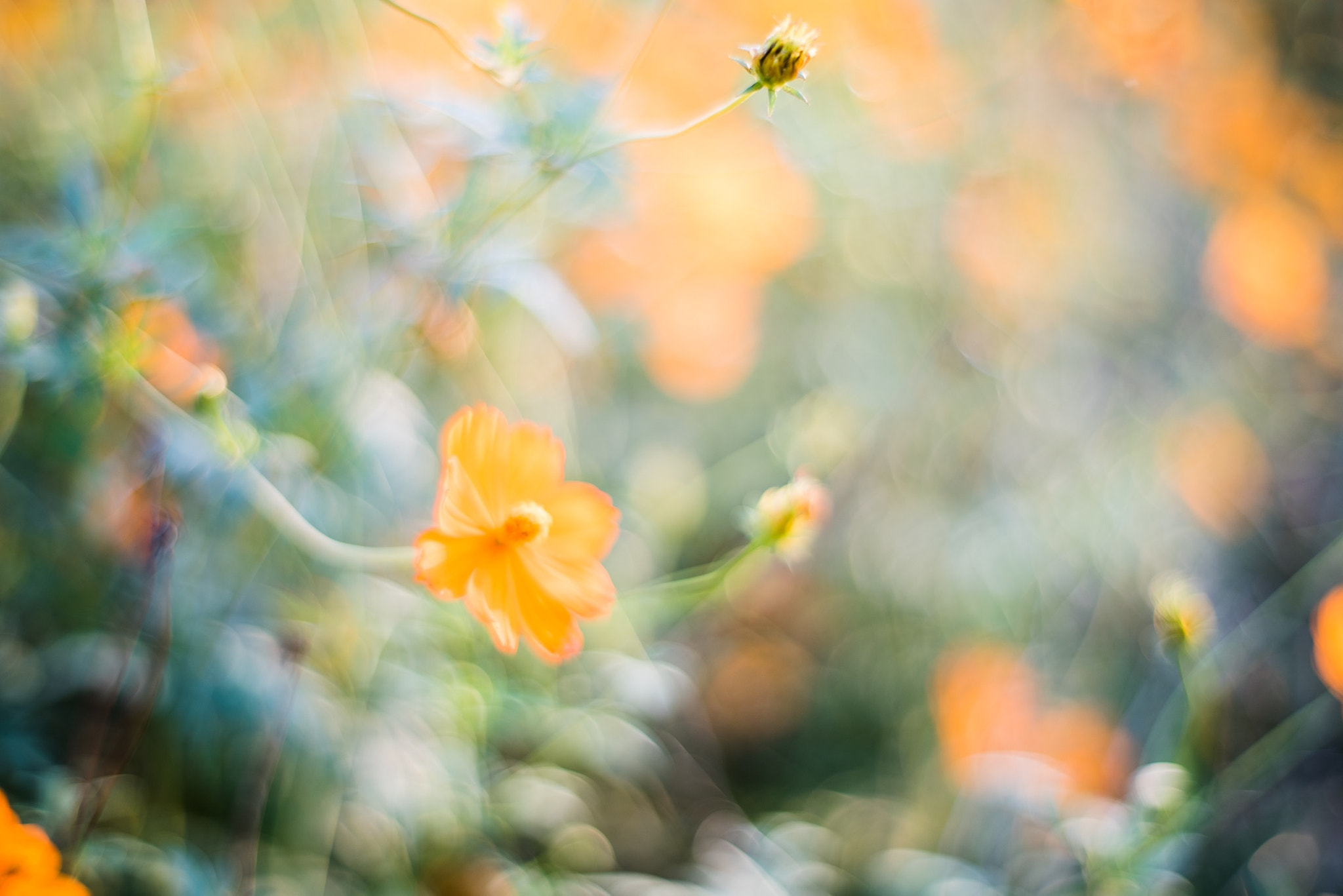 ZEISS Planar T* 50mm F1.4 sample photo