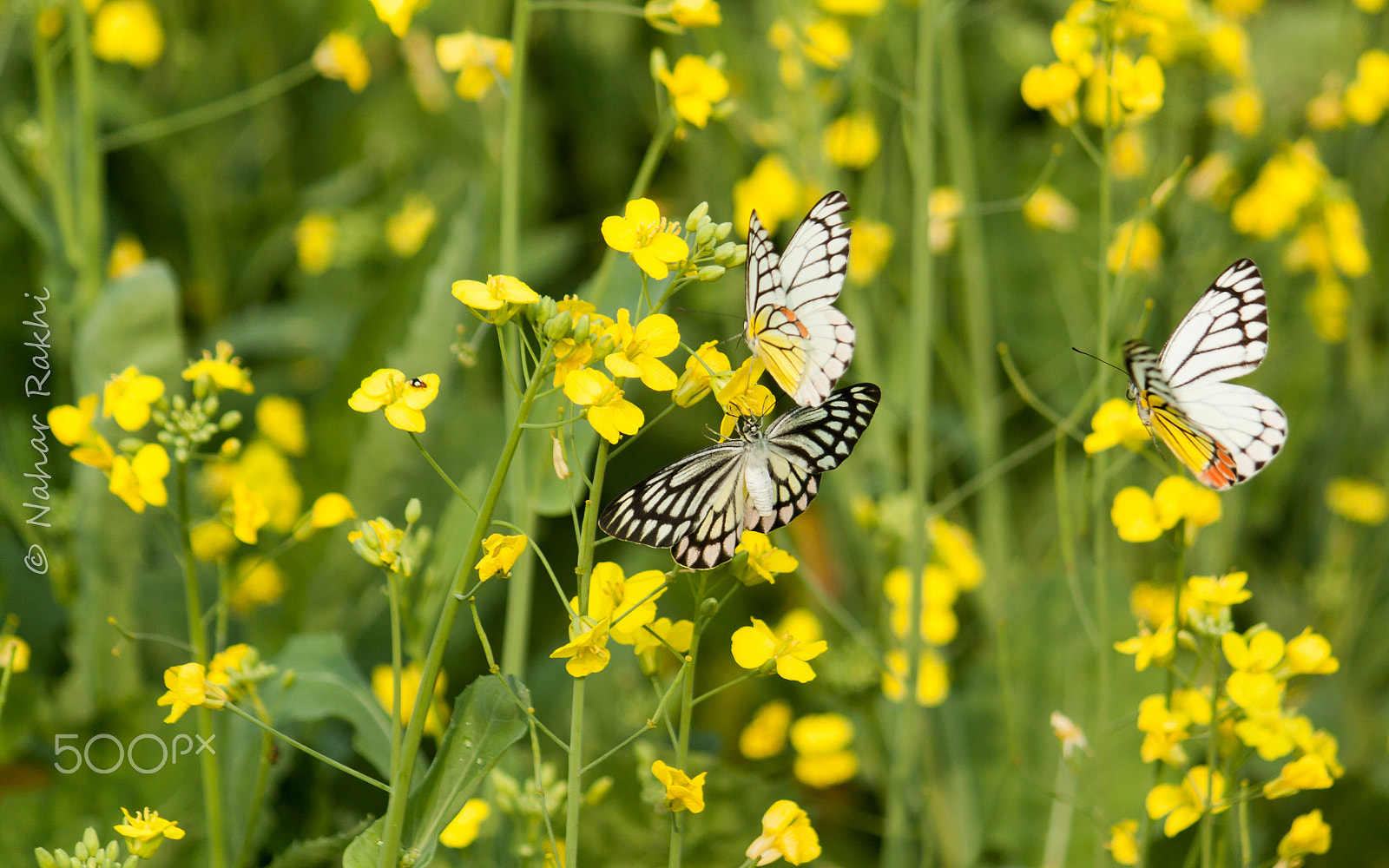 Canon EF-S 55-250mm F4-5.6 IS sample photo. Butterflies and flowers photography
