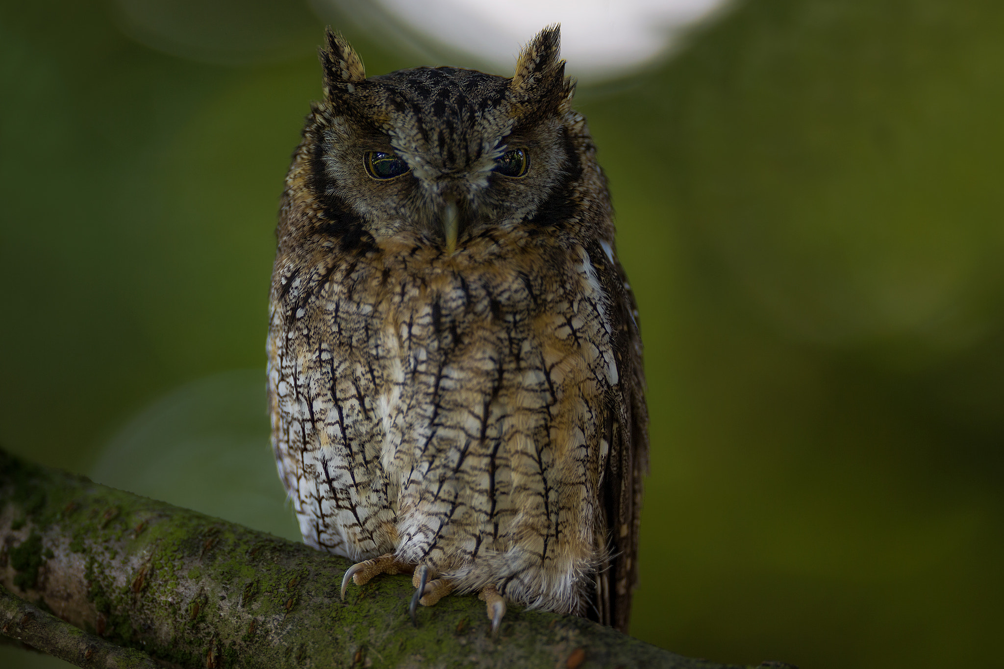 Canon EOS-1D X + Canon EF 200mm F2L IS USM sample photo. Mini owl "mücke" photography