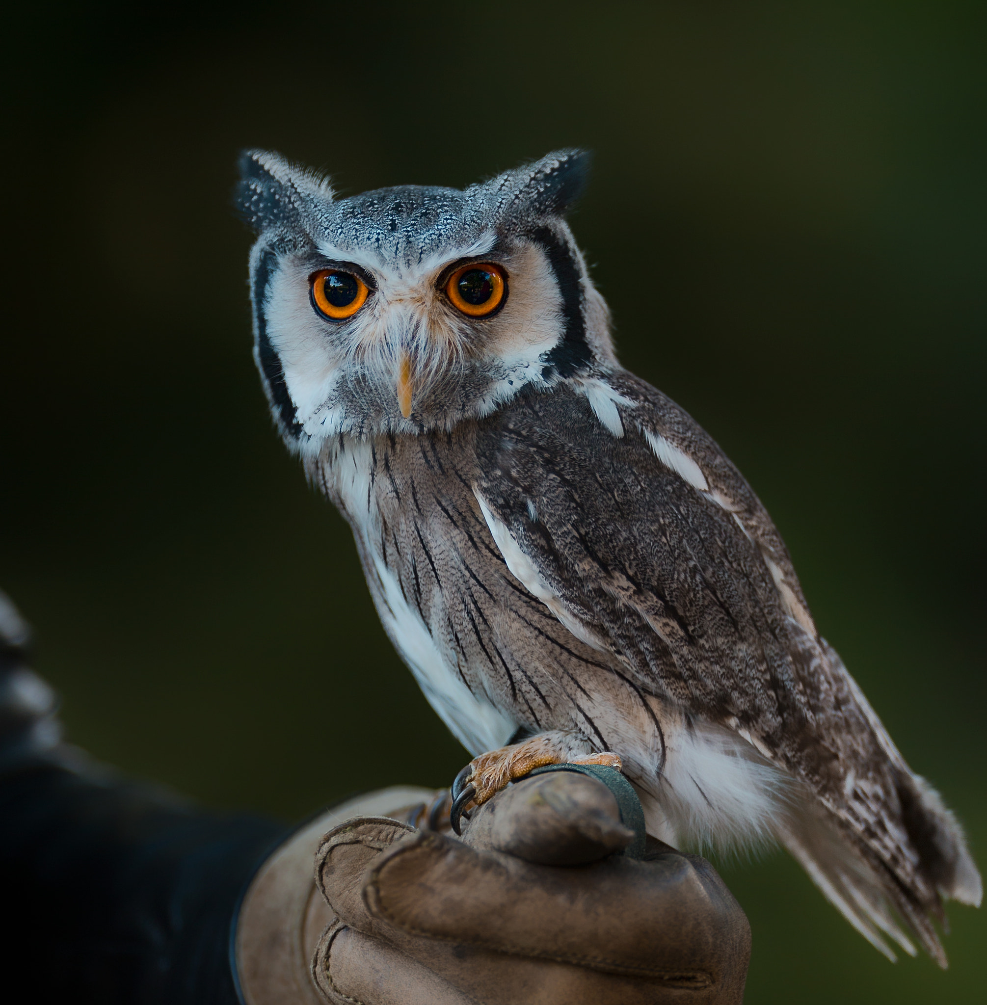 Canon EOS-1D X + Canon EF 200mm F2L IS USM sample photo. Mini owl..... photography