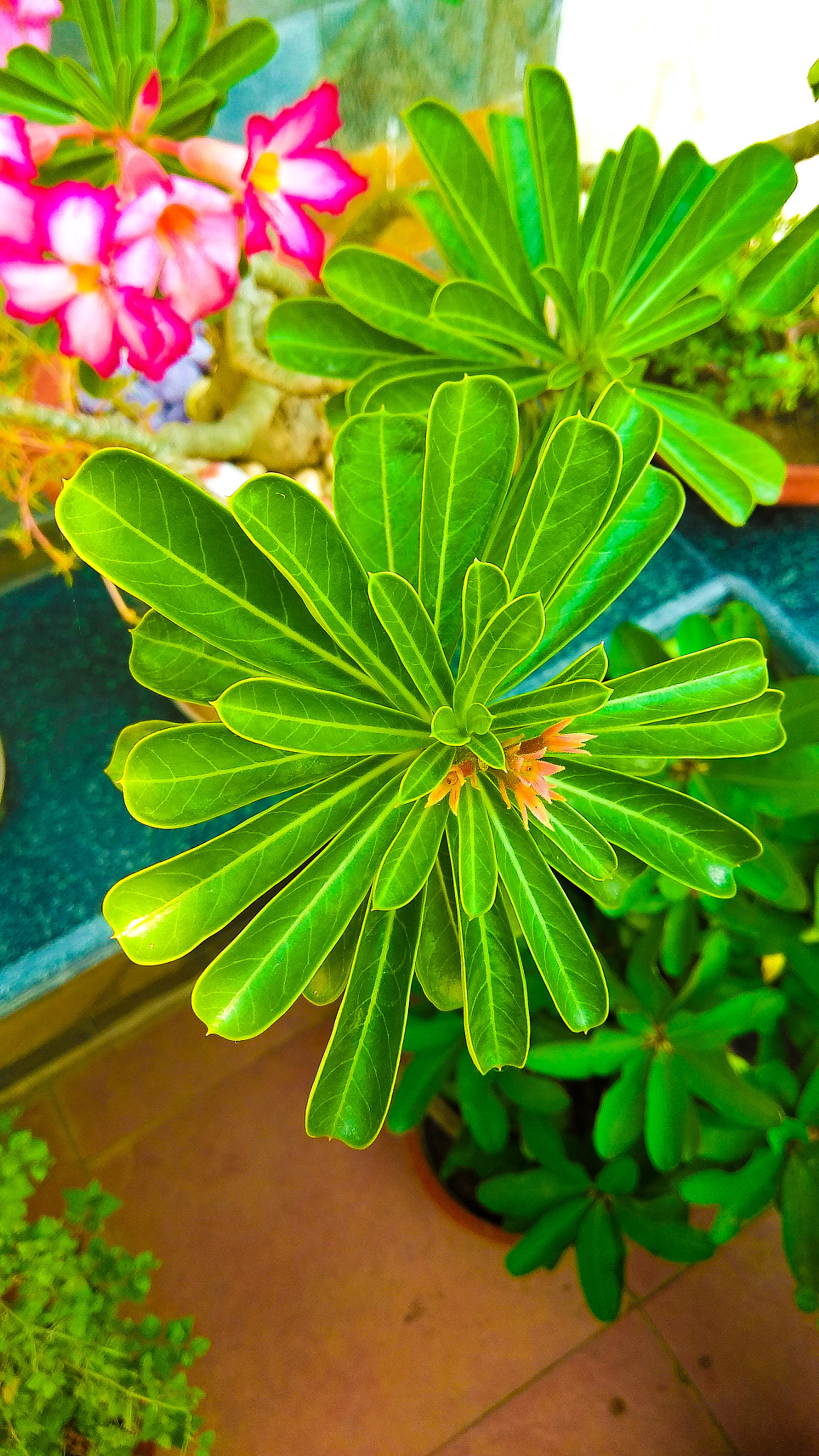 LeMobile Le X526 sample photo. Bonsai plant photography