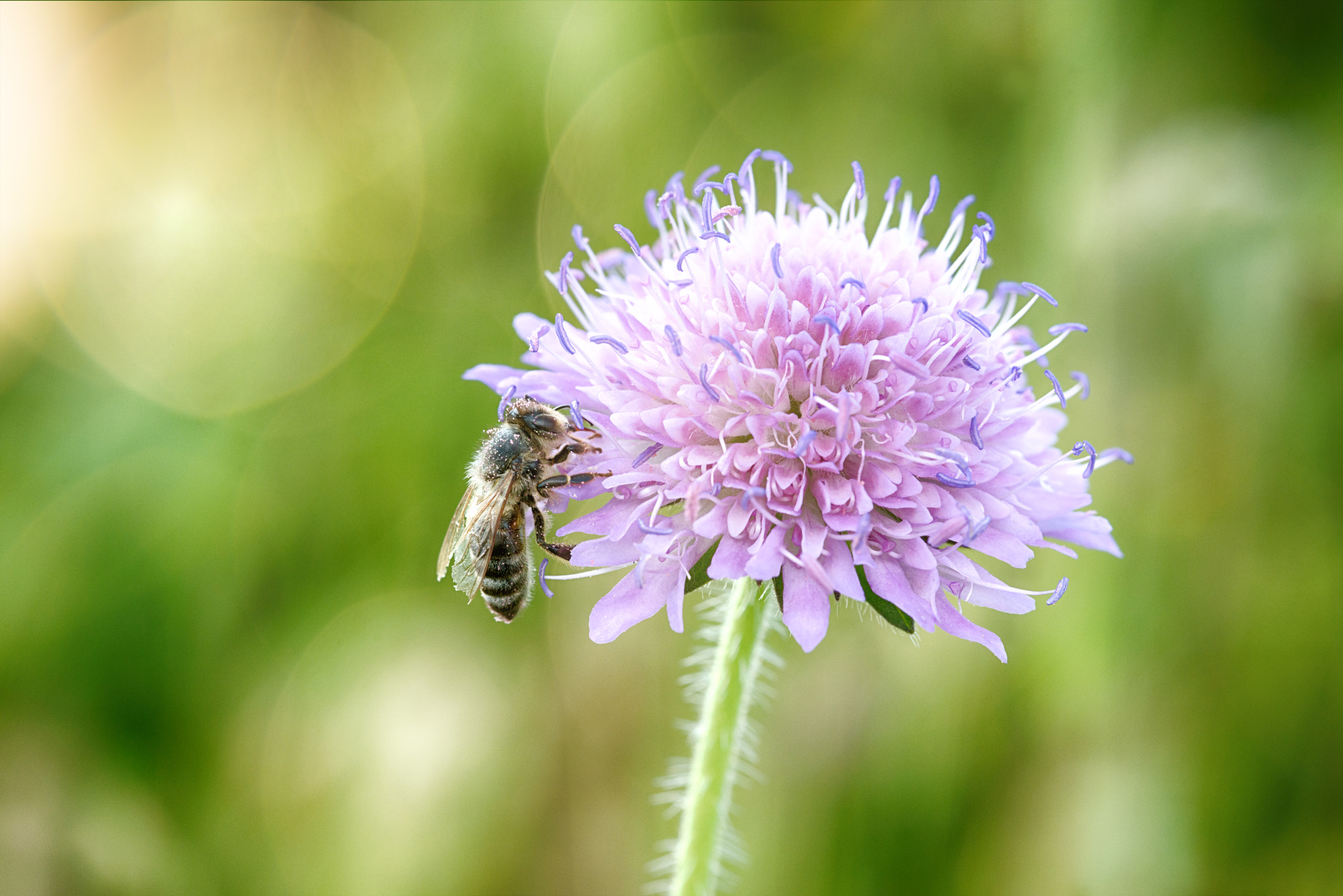 Nikon D800 + Sigma 105mm F2.8 EX DG Macro sample photo. Beautiful everyday life photography