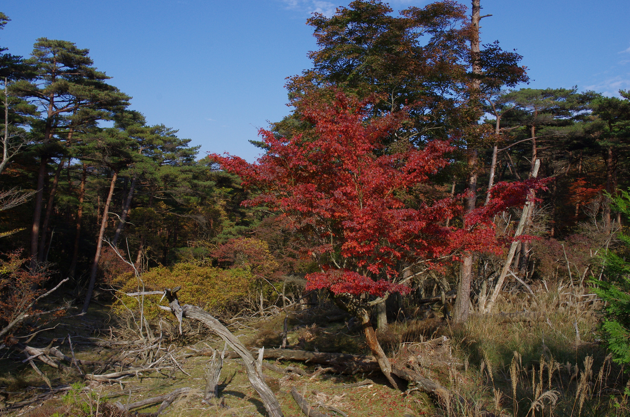 Pentax smc DA 21mm F3.2 AL Limited sample photo. Ebino photography