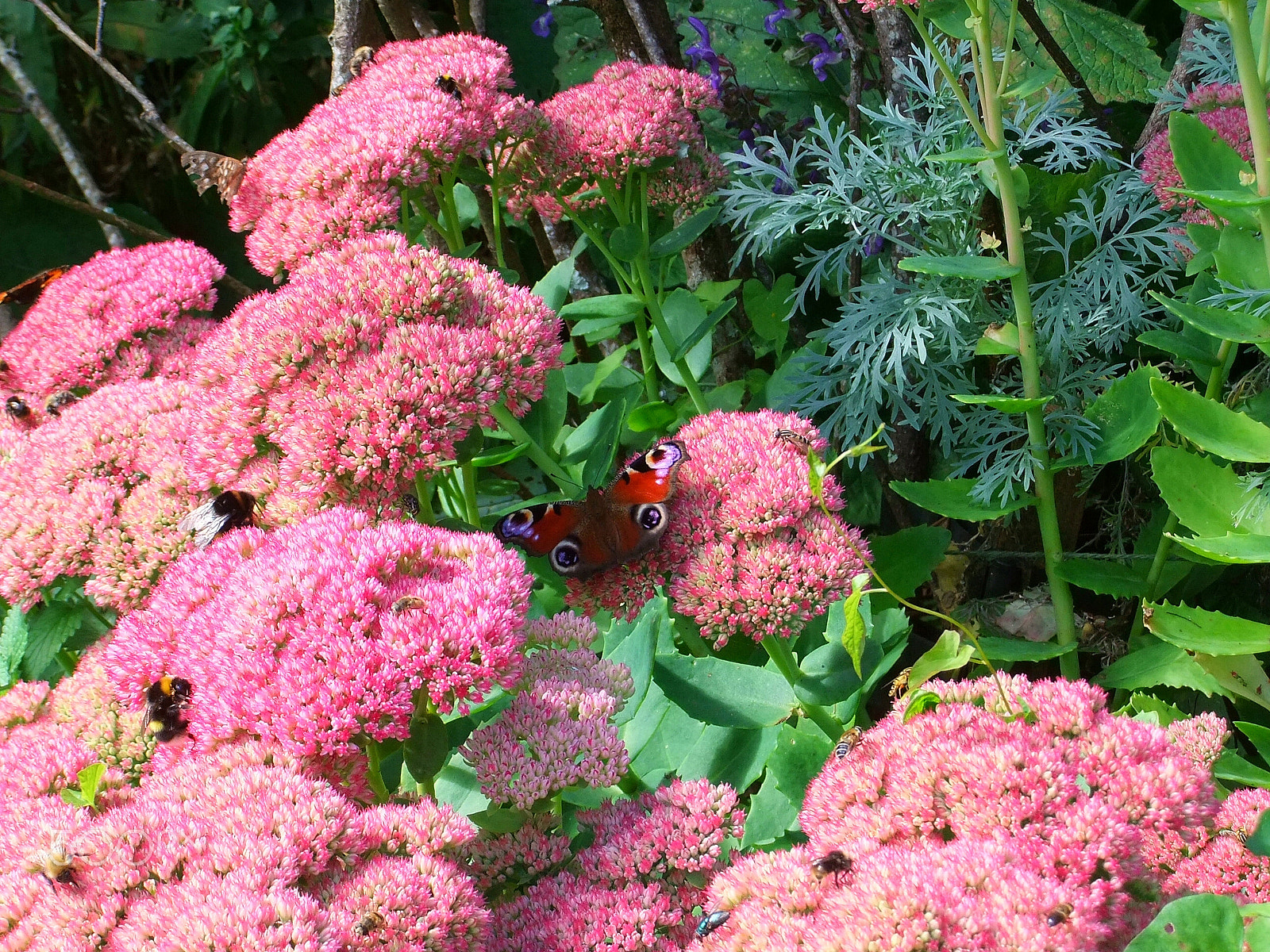 FujiFilm FinePix F70EXR (FinePix F75EXR) sample photo. Summers glory photography