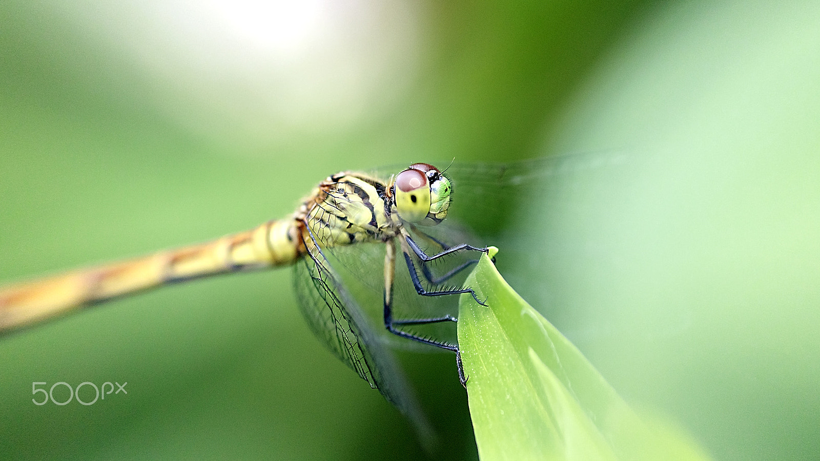 Tamron SP AF 90mm F2.8 Di Macro sample photo. Dragonfly photography