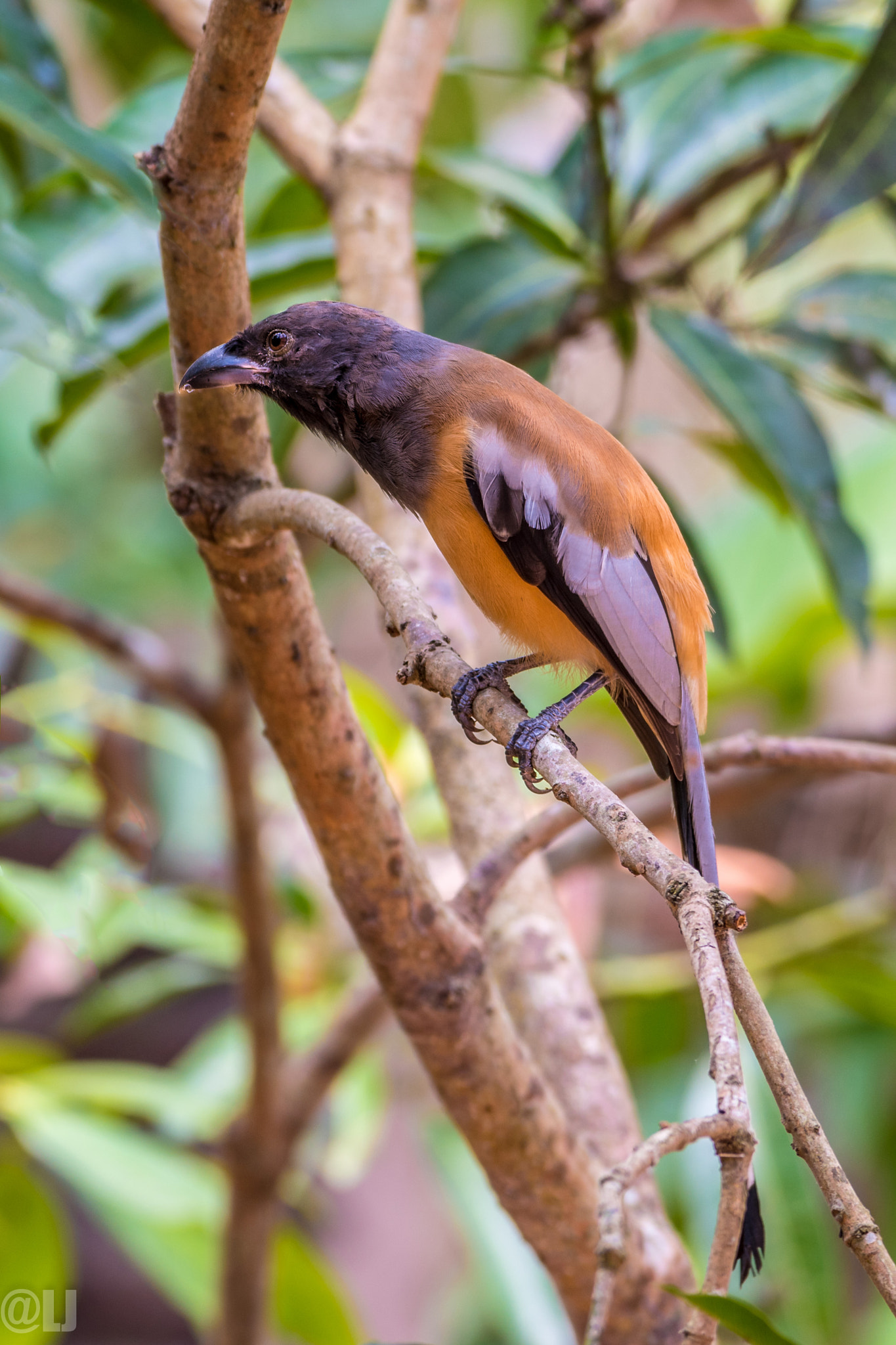 Nikon AF-S Nikkor 200-500mm F5.6E ED VR sample photo. Treepie bird photography