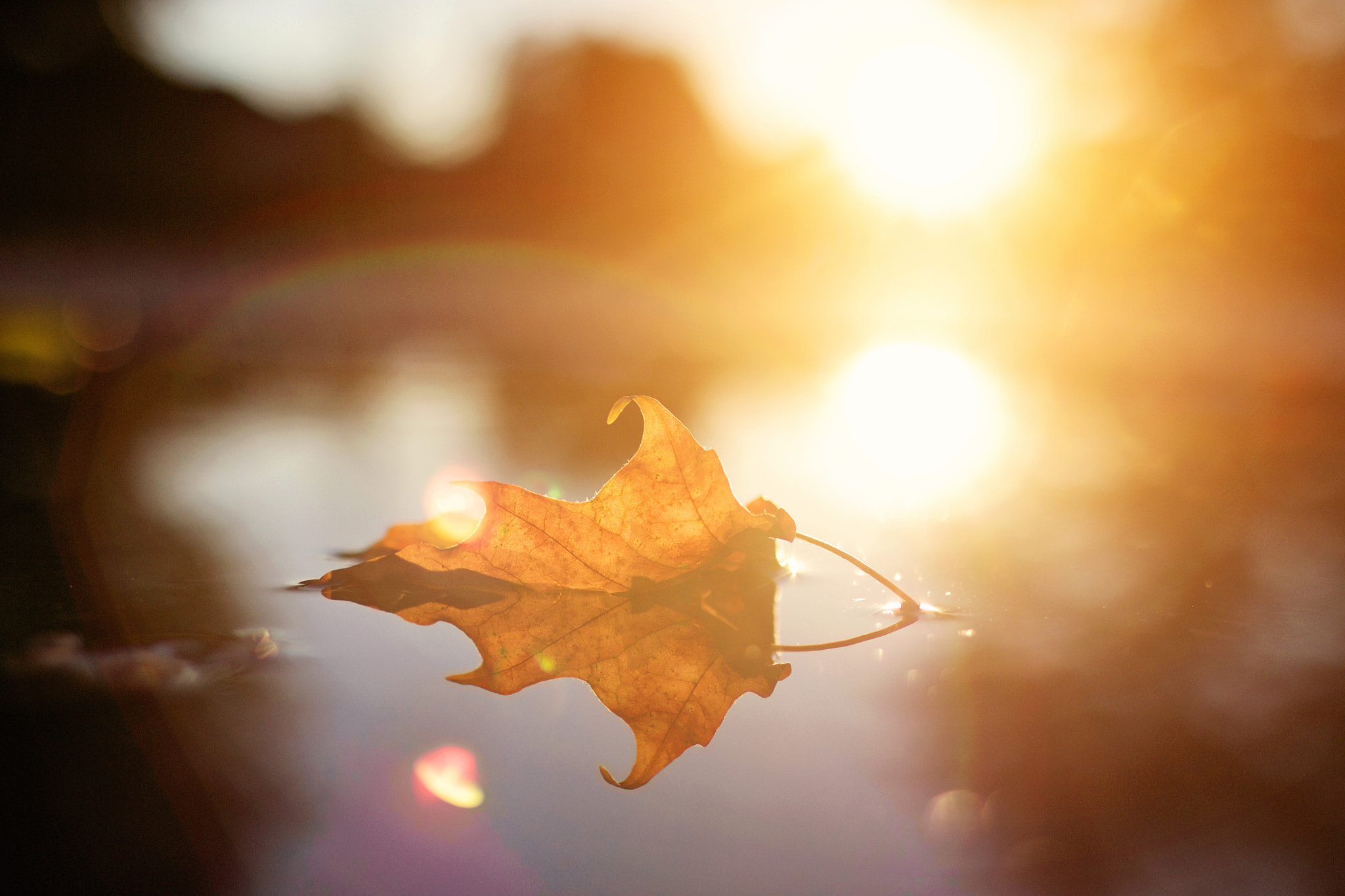 Canon EOS 70D sample photo. A fallen autumn leaf photography