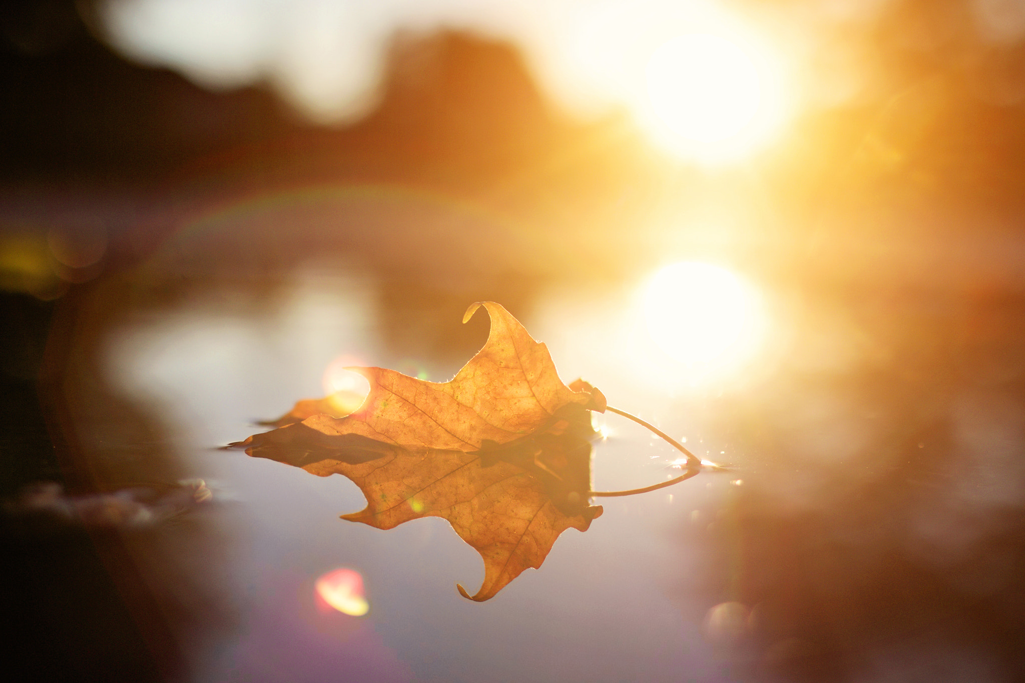 Canon EOS 70D + Canon EF 35mm F1.4L USM sample photo. A fallen autumn leaf photography