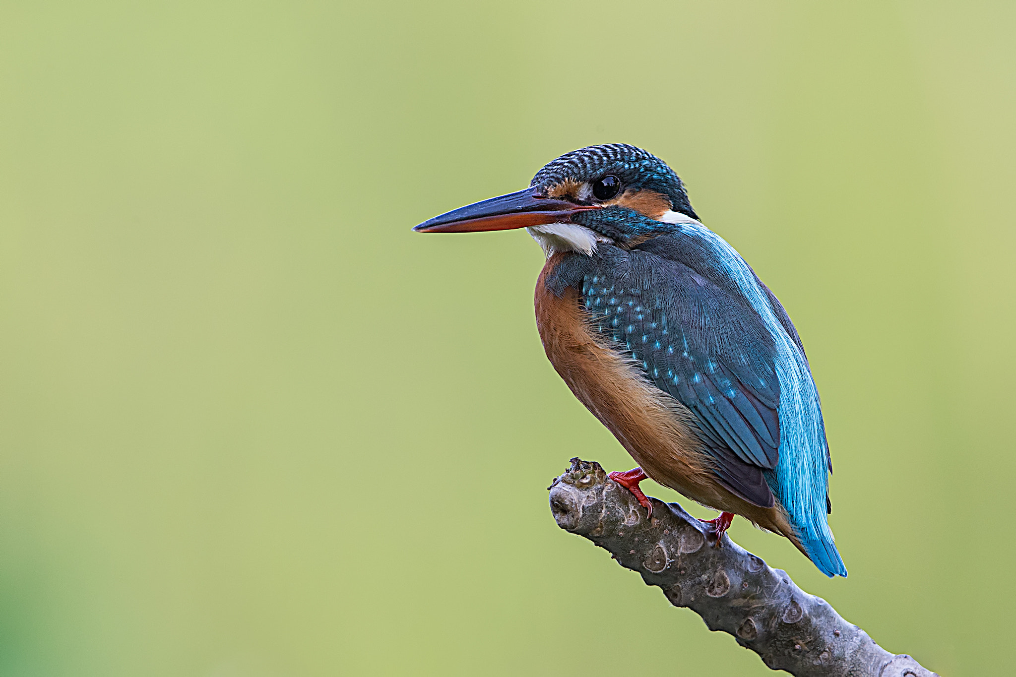 Canon EF 400mm F2.8L IS II USM sample photo. Fishing! photography