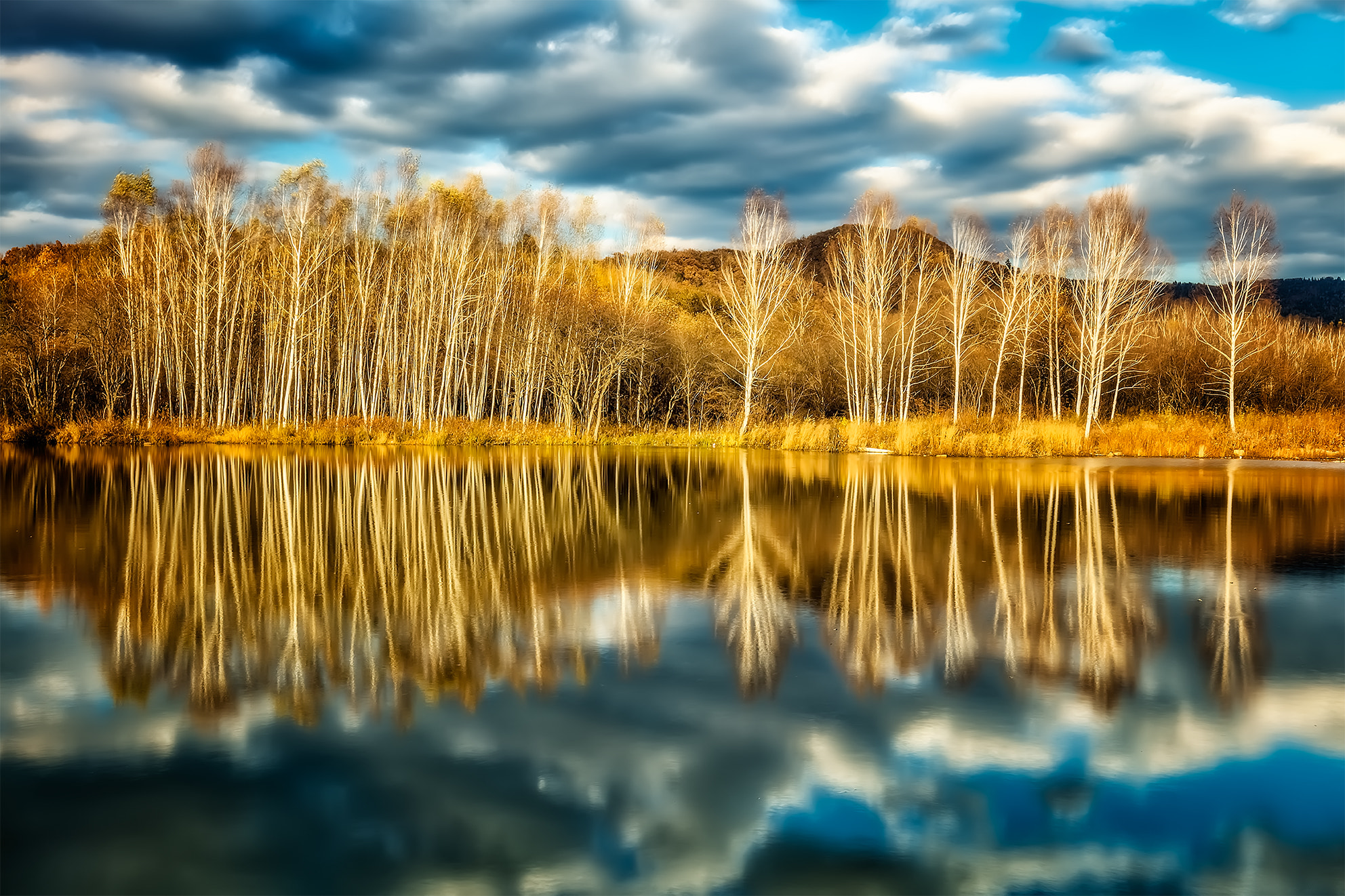 Canon EOS 5DS R + Canon EF 16-35mm F4L IS USM sample photo. Late autumn birch forest photography