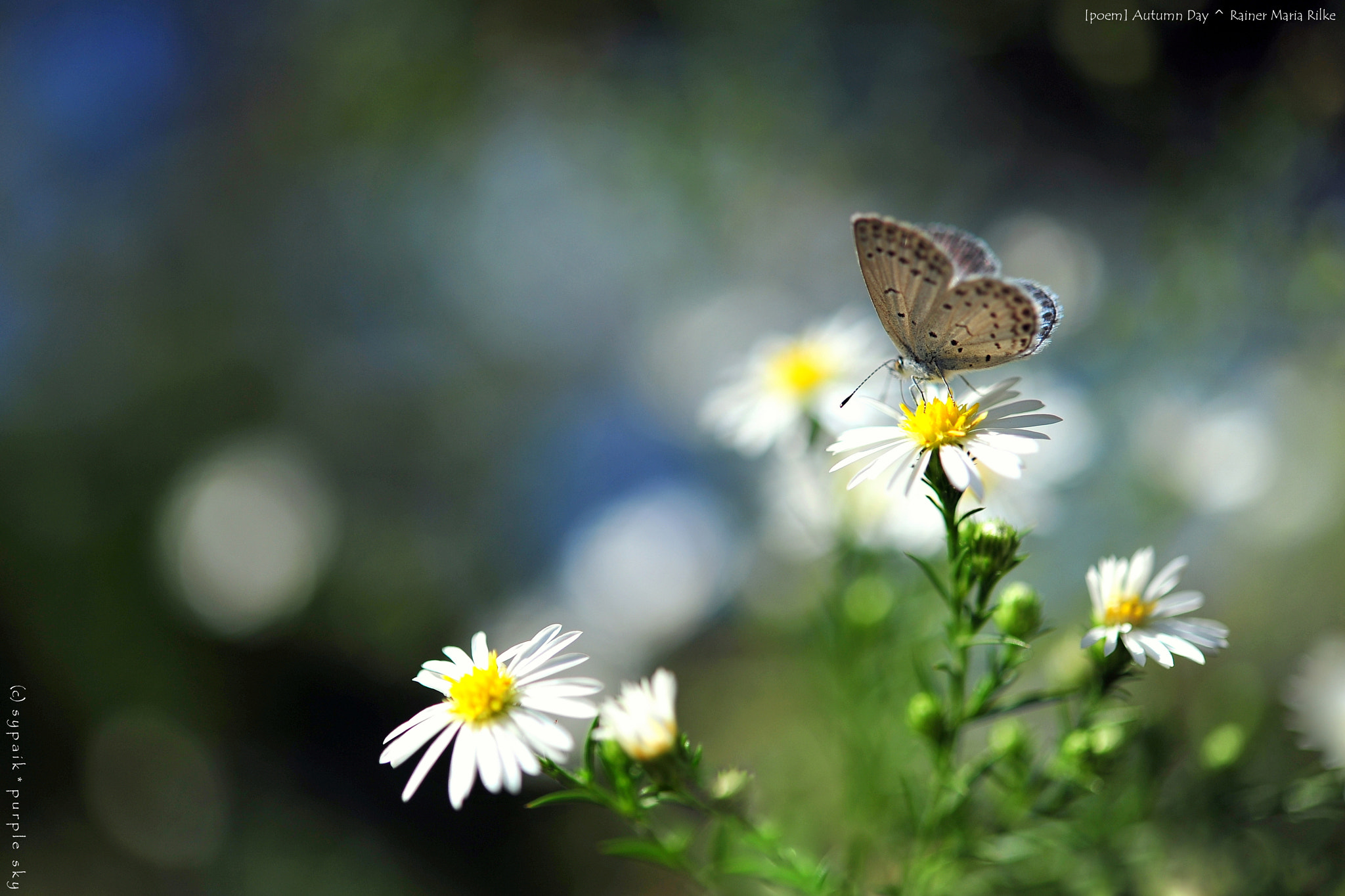 Nikon AF-S Micro-Nikkor 60mm F2.8G ED sample photo. Autumn day v photography