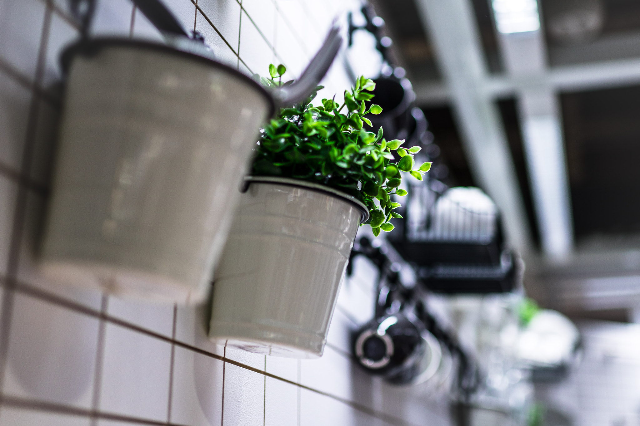 Sigma 35mm F1.4 DG HSM Art sample photo. Potted plants photography