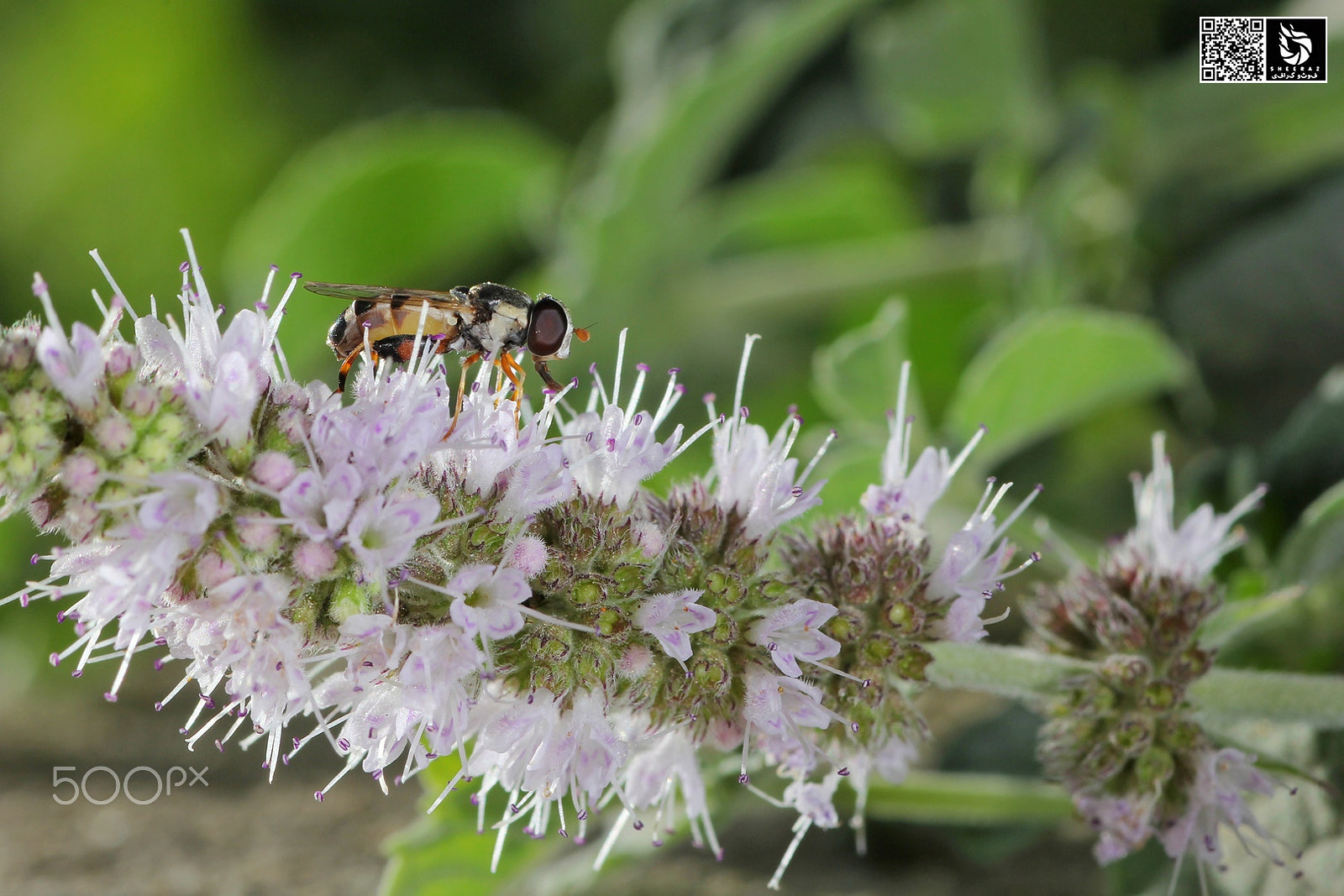 Canon EOS 60D + Tamron SP AF 90mm F2.8 Di Macro sample photo. Insect photography