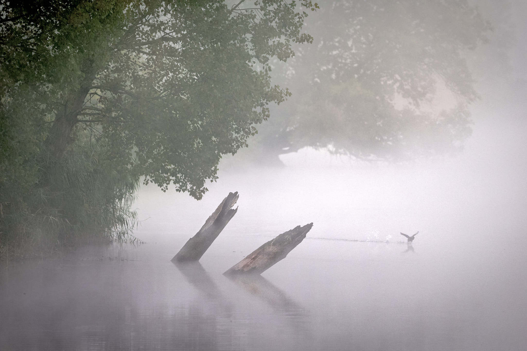 OLYMPUS M.300mm F4.0 sample photo. Magical wood photography