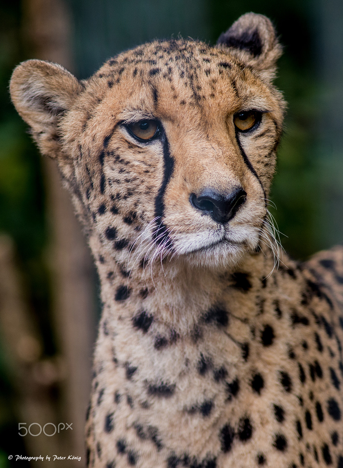 Nikon D600 sample photo. Leopard cat photography