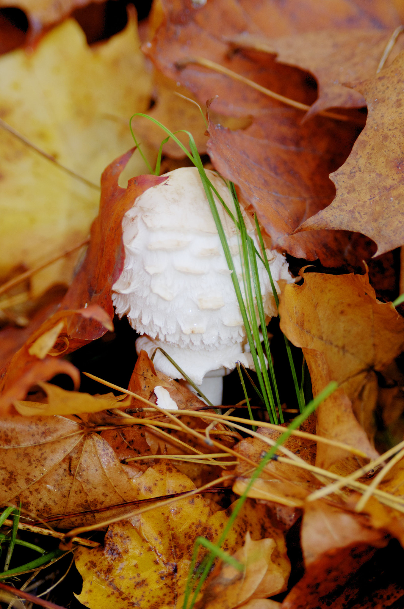 AF Zoom-Nikkor 28-105mm f/3.5-4.5D IF sample photo. Simply mushroom photography