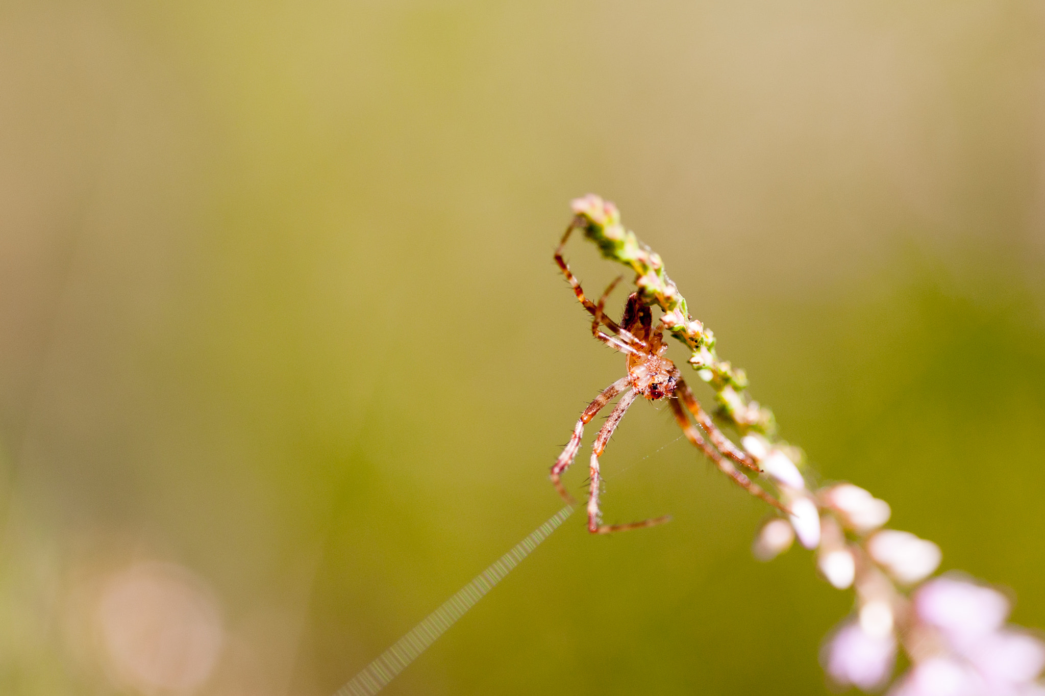 Canon EF 100mm F2.8 Macro USM sample photo. In the forest spiderman mini version photography