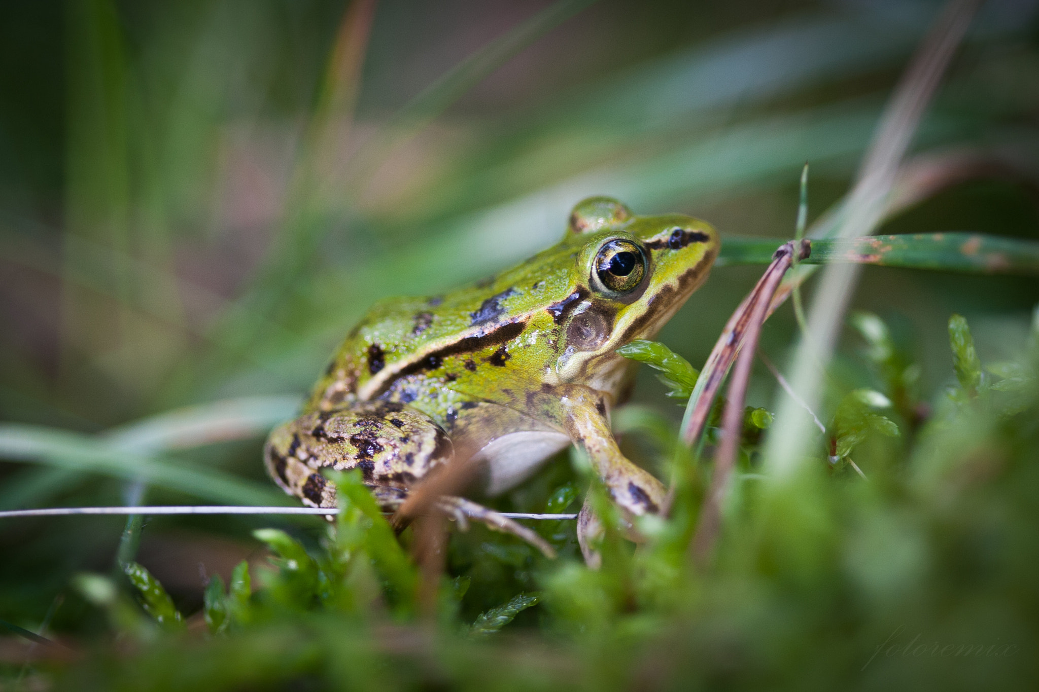 Canon EF 100mm F2.8 Macro USM sample photo. In the forest: peaceful frog photography