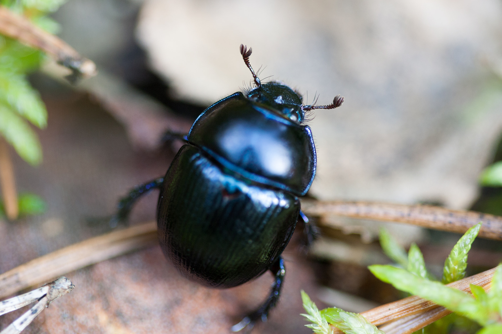 Canon EF 100mm F2.8 Macro USM sample photo. In the forest photography