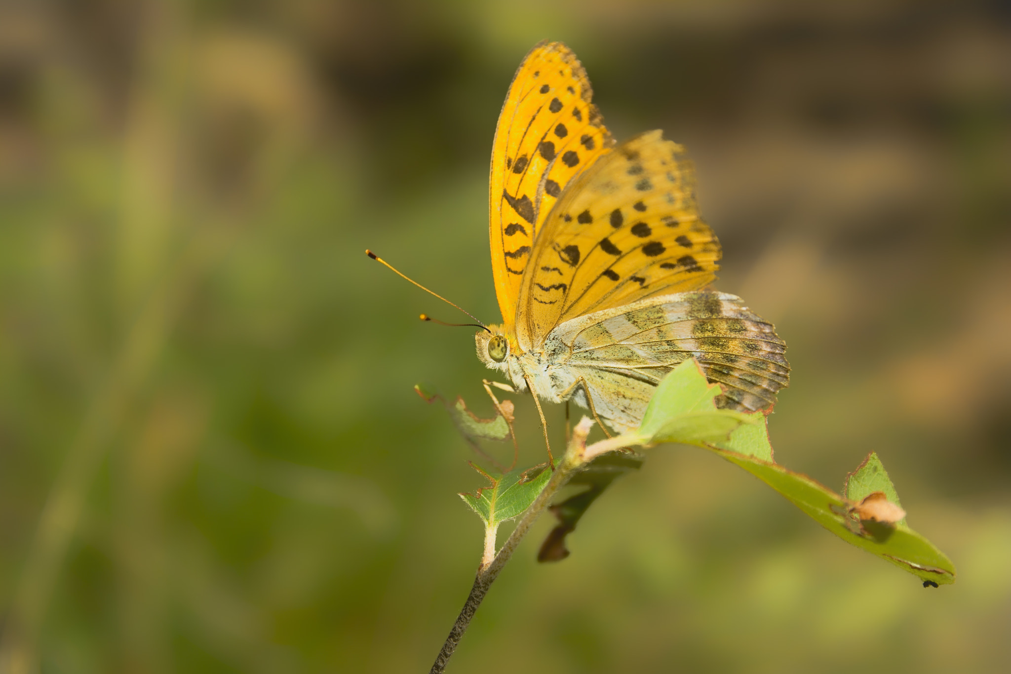 Nikon D7100 + AF Micro-Nikkor 105mm f/2.8 sample photo. ???? photography